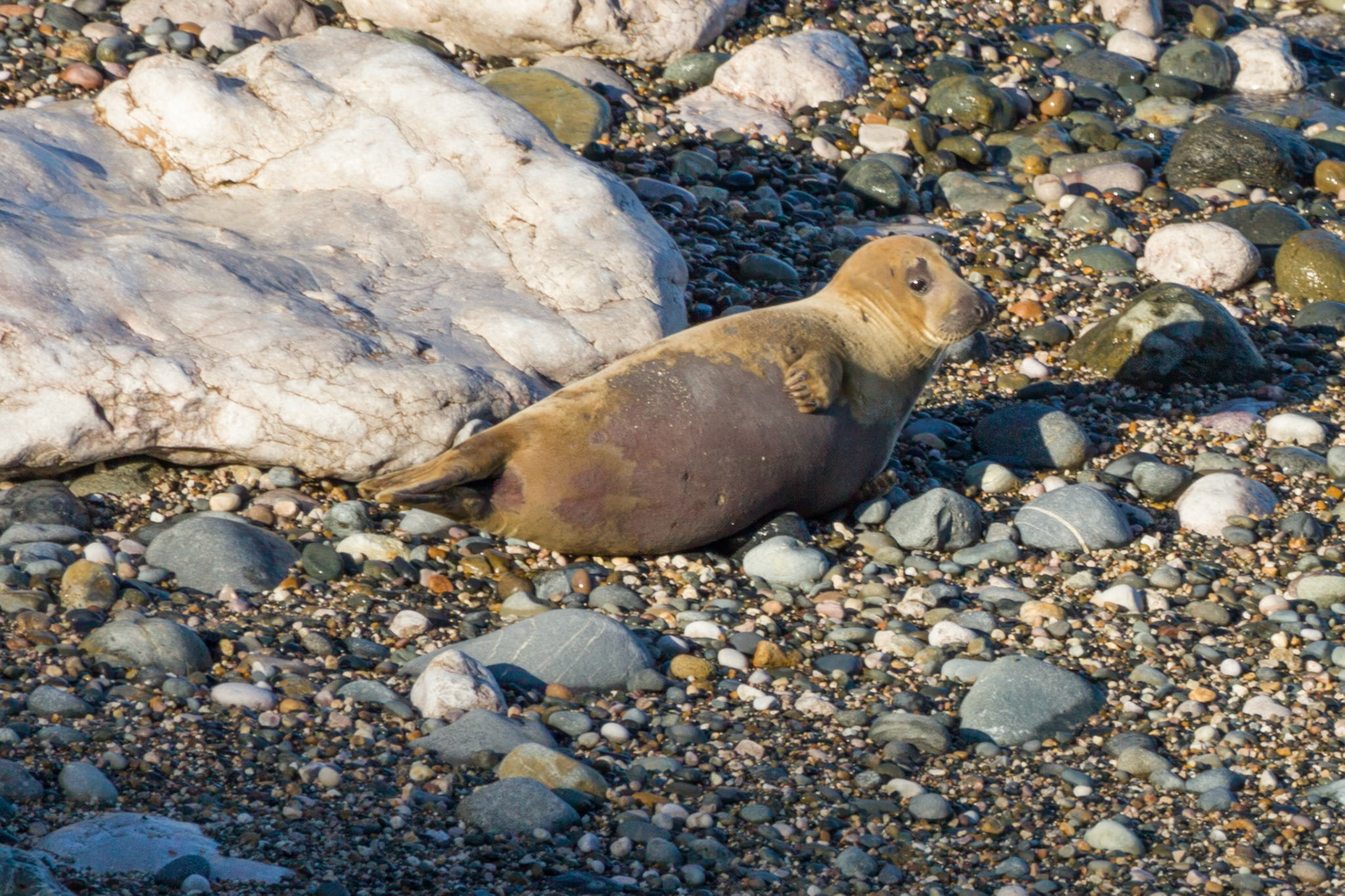 Small colony of Seals breeding on a small beach off the Little Orme
