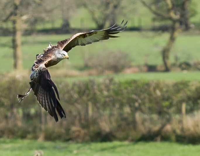 Red Kite Feeding Centre, Brecon Beacons