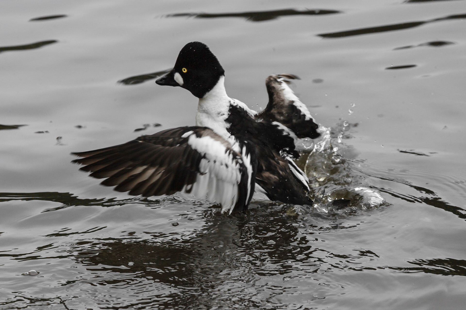 WWT Martin Mere