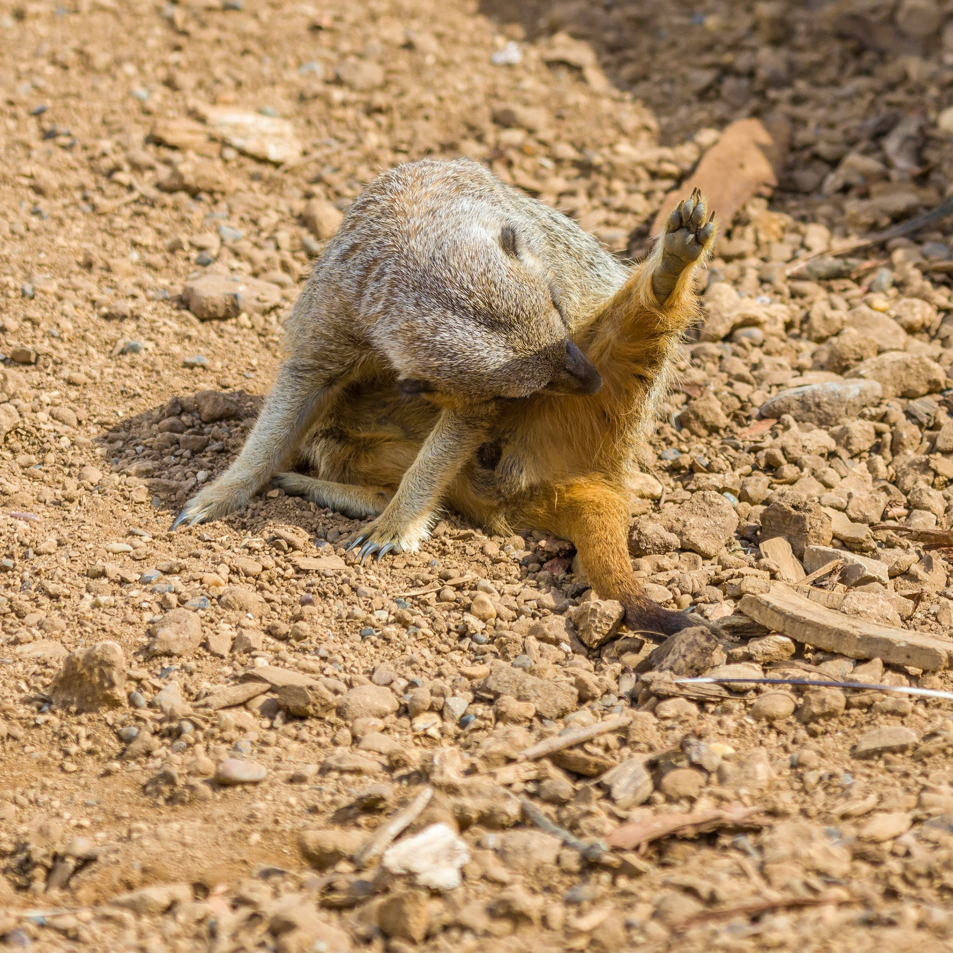 Chester Zoo 2017