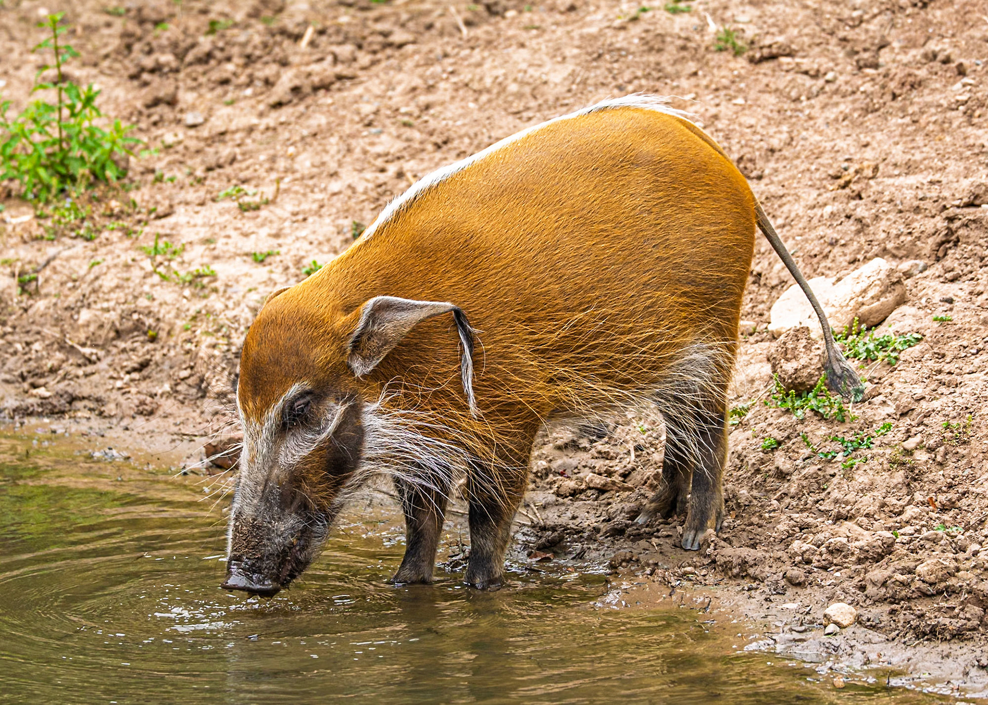 Red River Hog - Chester Zoo
