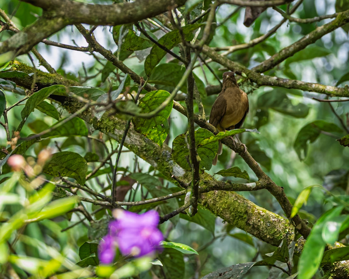 Clay Coloured Robin (National Bird)