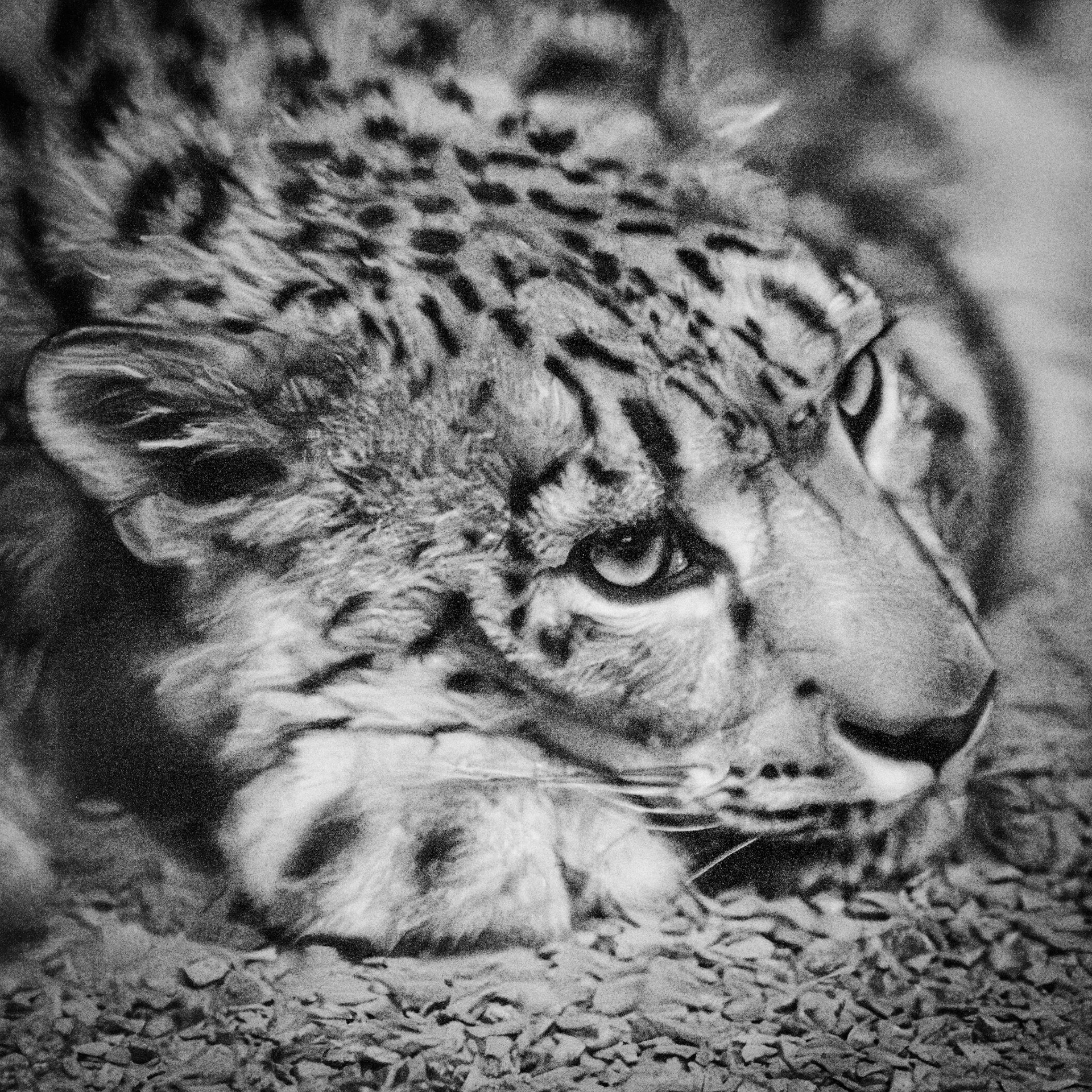 Snow Leopard, Chester Zoo