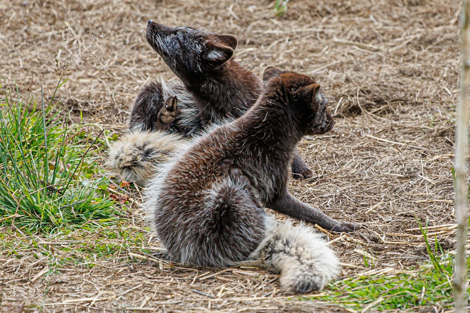 Arctic Fox, Peak Wildlife Park