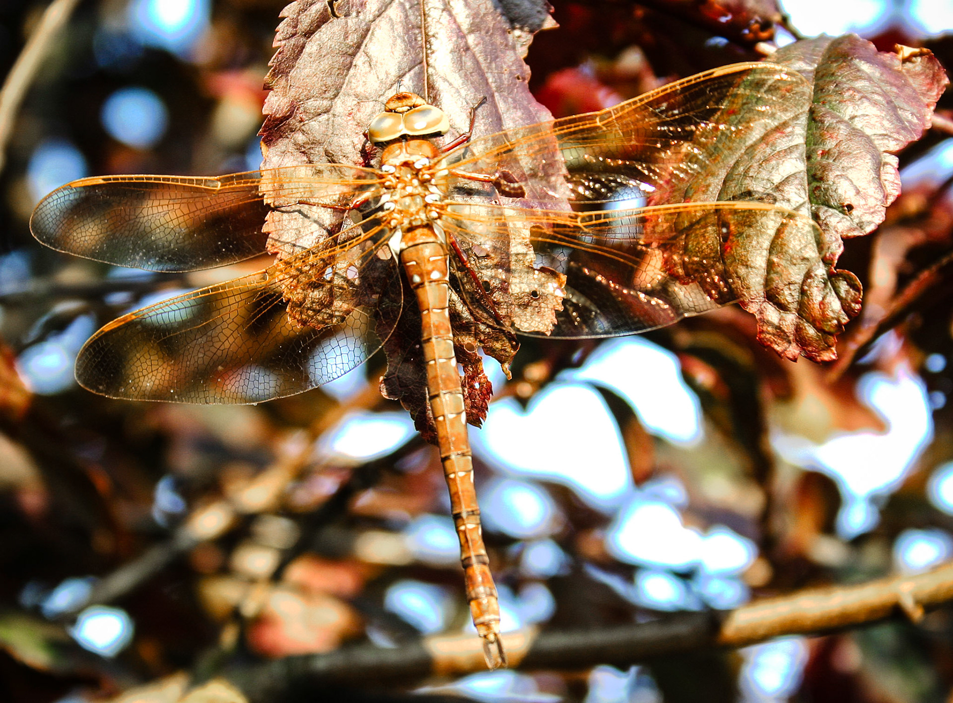 Dragonfly vistor to my garden