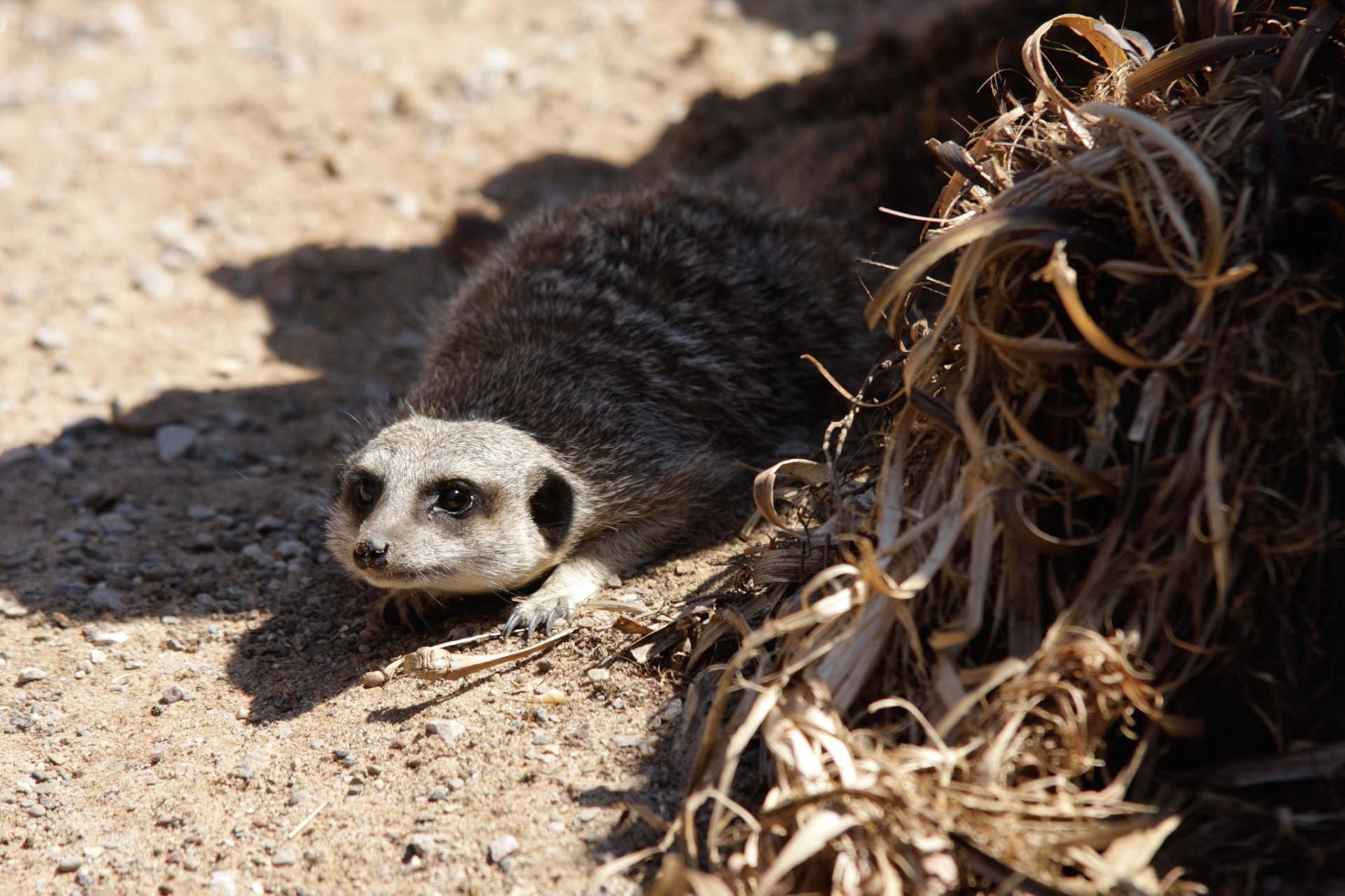 Getting out of the heat - Chester ZooChester Zoo