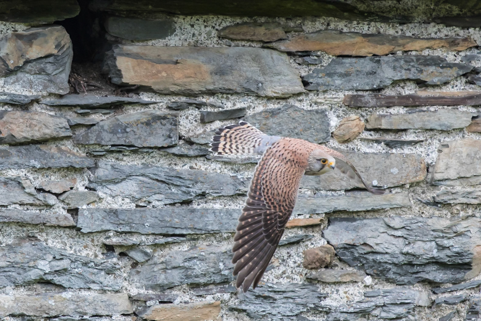 Kestrel exploring new home