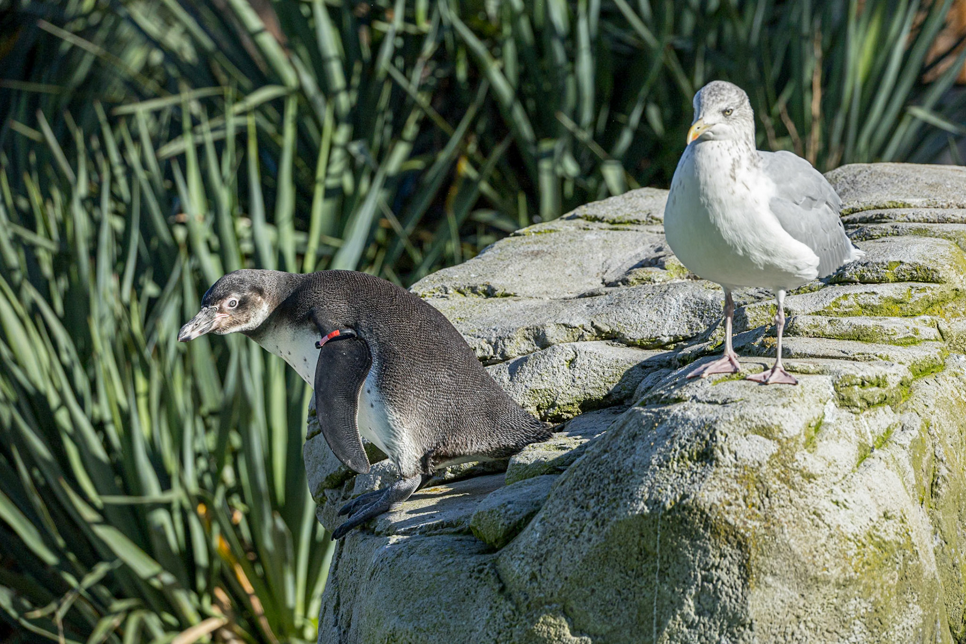Humbolt Penguin and Friend (maybe)