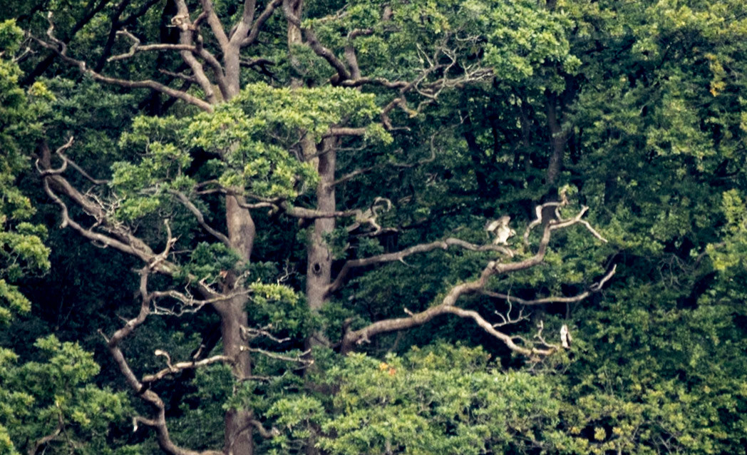 Osprey