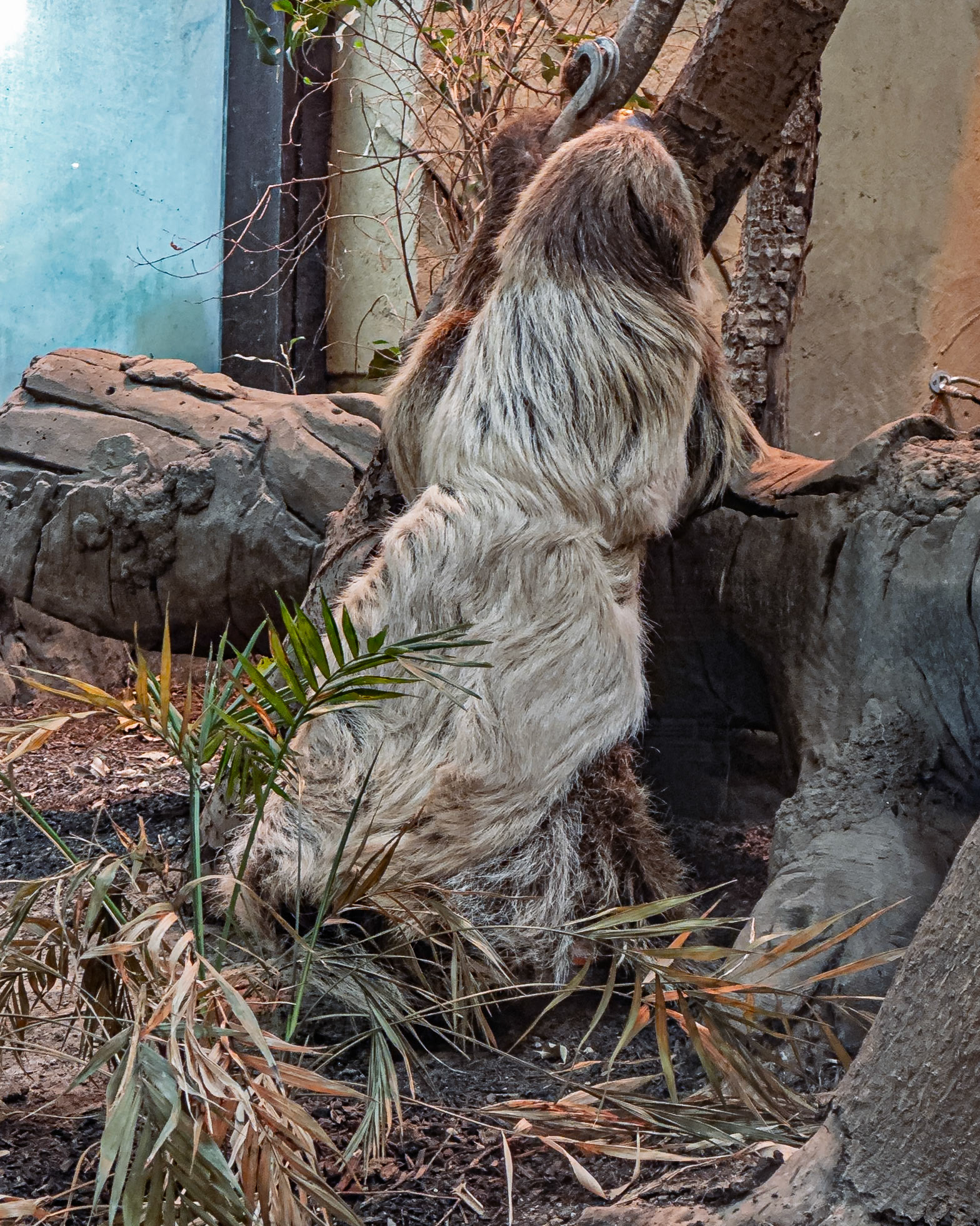 Two toed Sloth pooh time - Chester Zoo