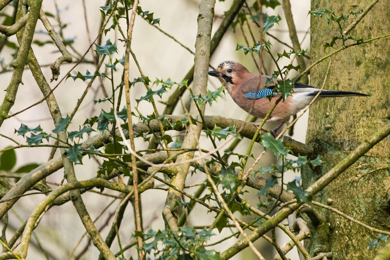 Knypersley Country Park