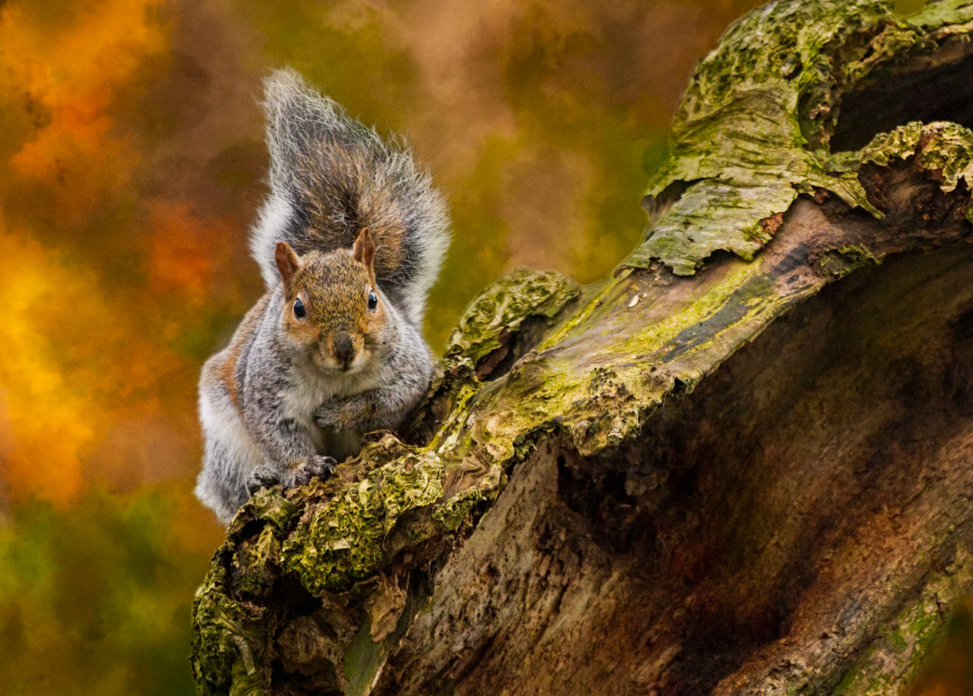 Grey Squirrel
