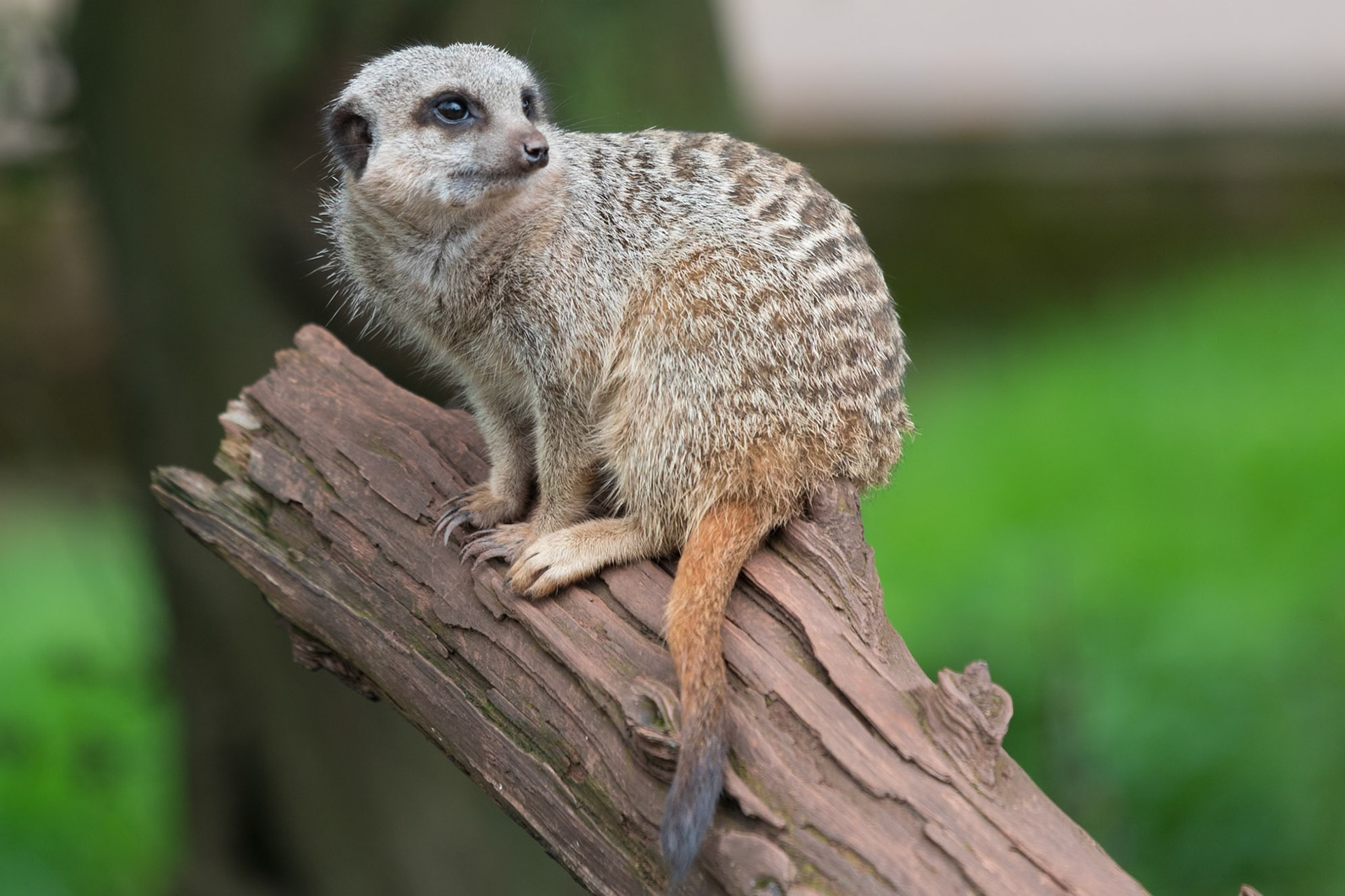 South Lakeland Safari Zoo
