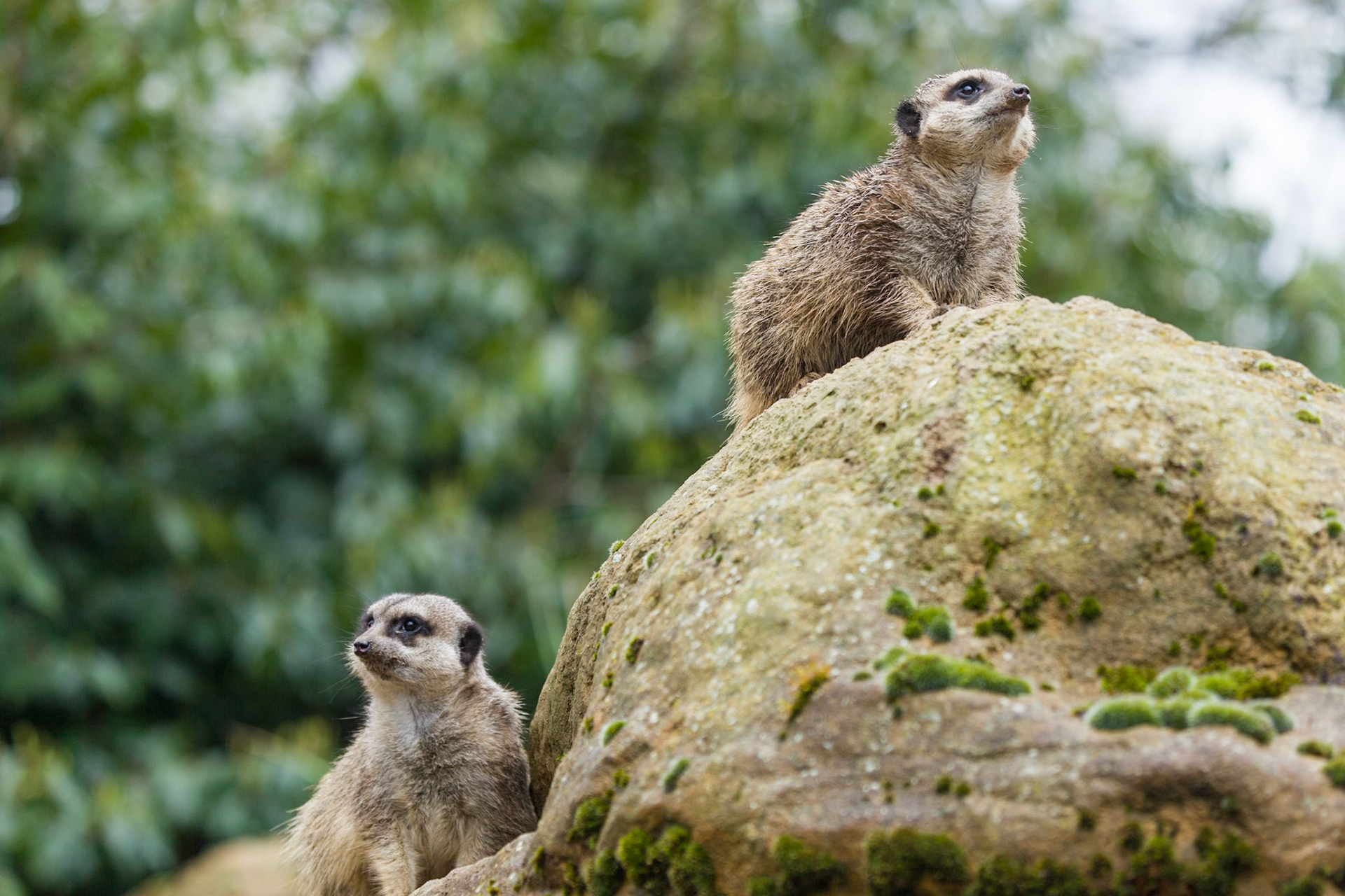 ZSL Meerkats