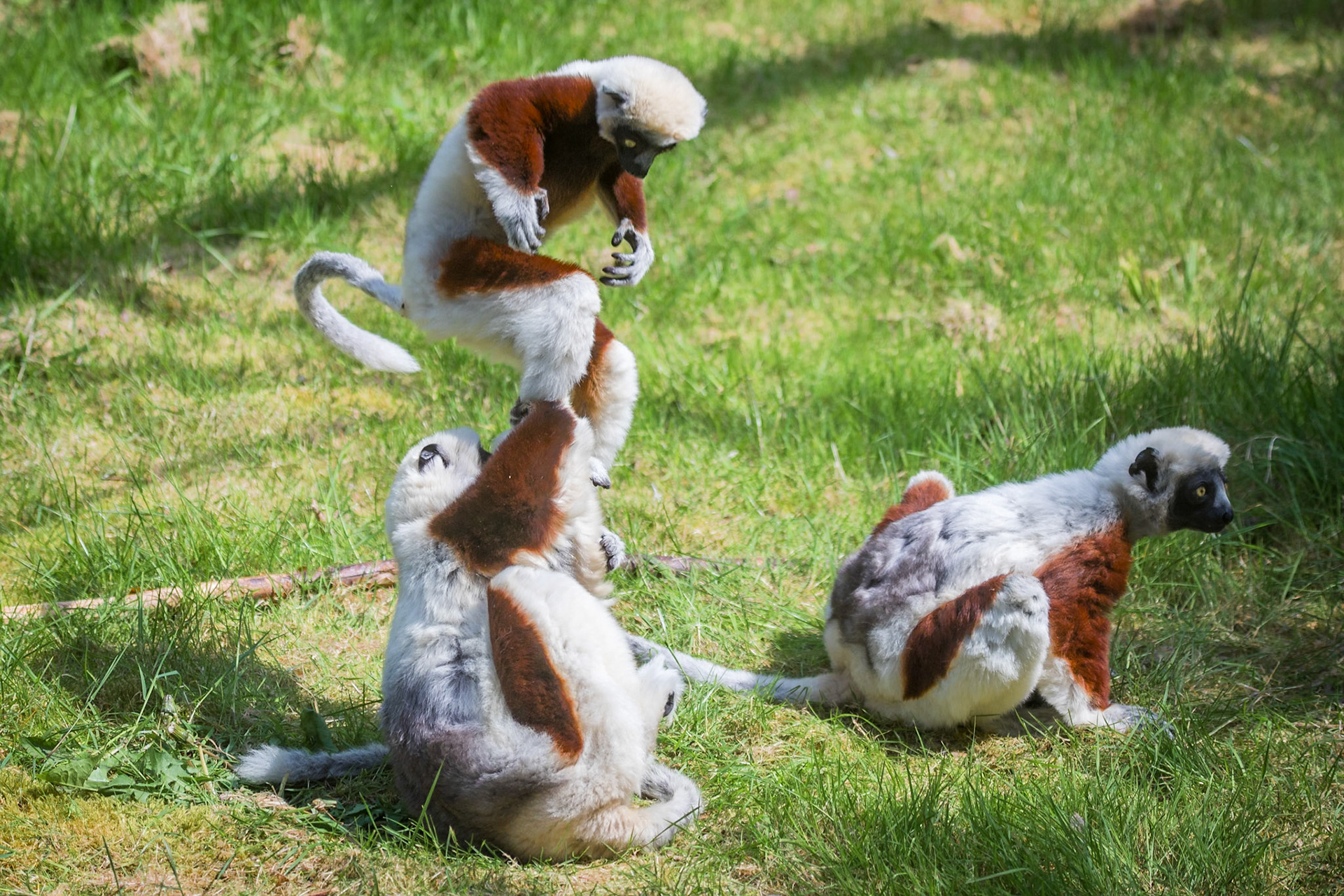 Coquerel’s Sifaka Lemur at Chester Zoo