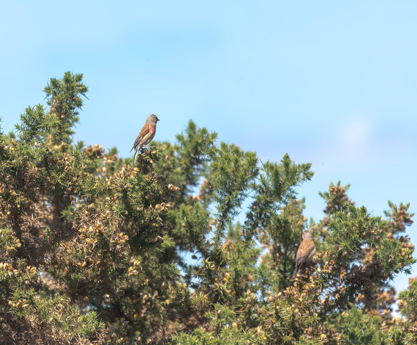 Linnet
