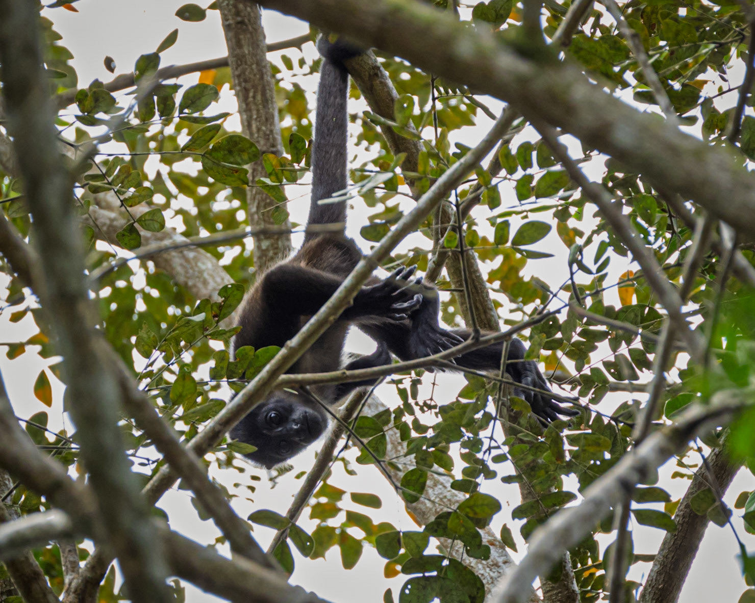 Howler Monkey