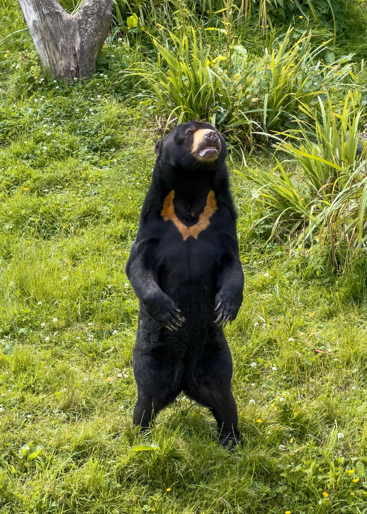 Sun Bear, Chester Zoo