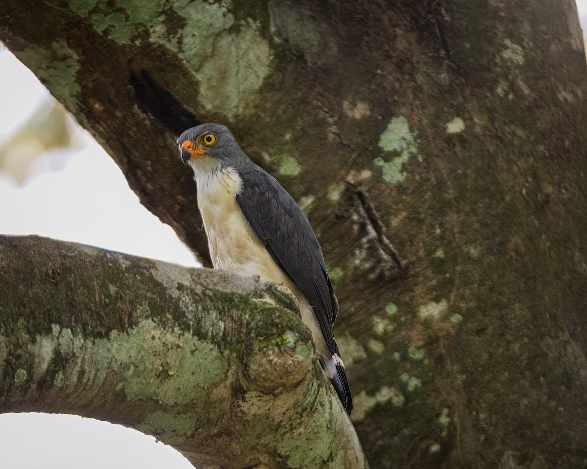 Semiplumbeous Hawk