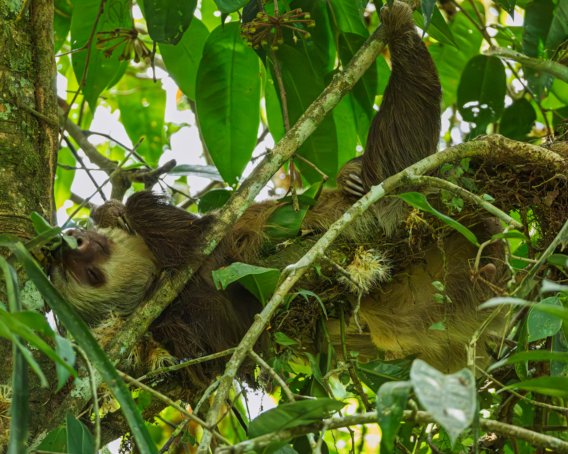 Two Toed Sloth