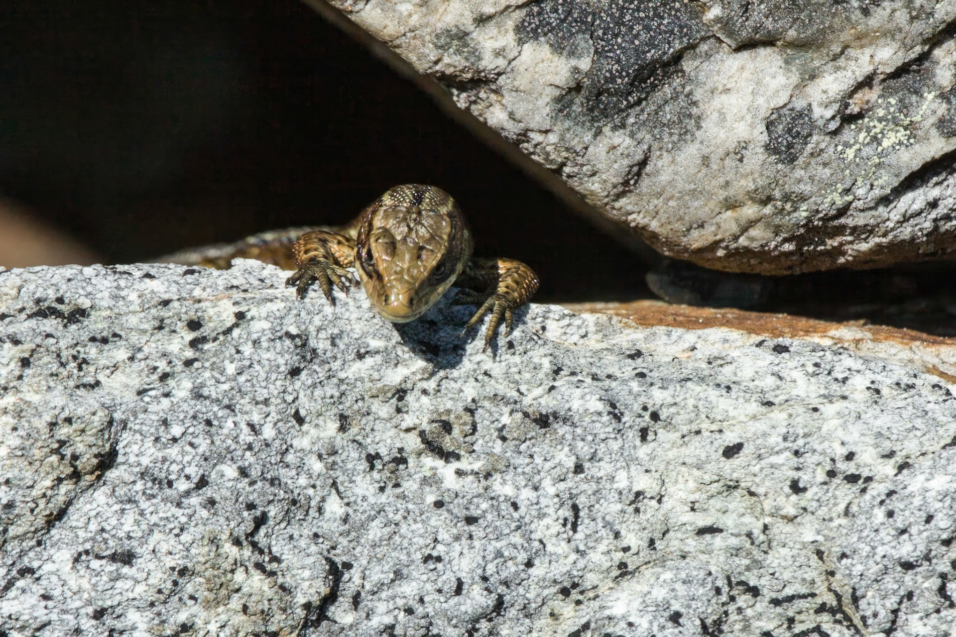 Getting the last rays of sun RSPB South Stack Holyhead