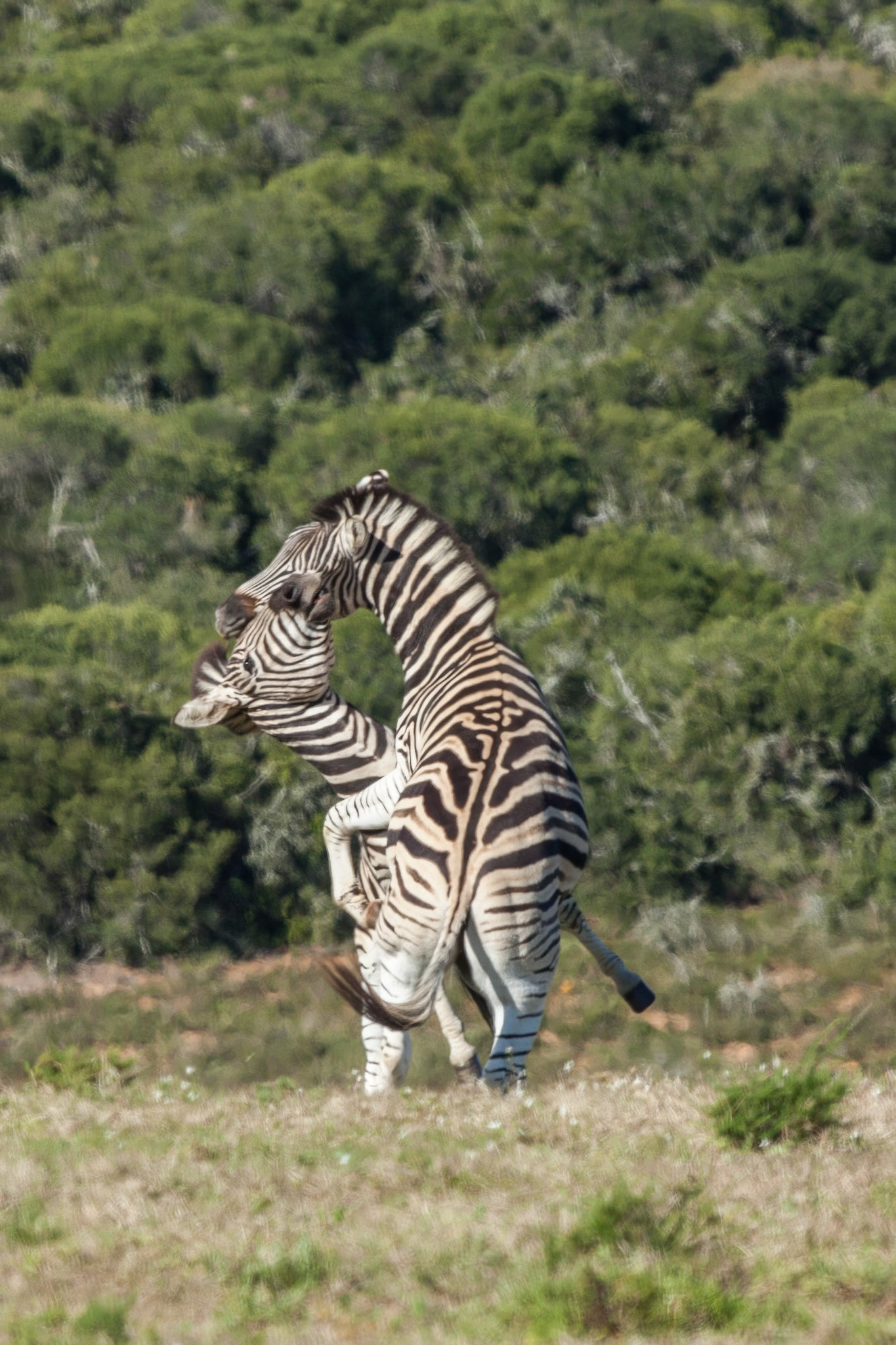 Addo Elephant National Park SA