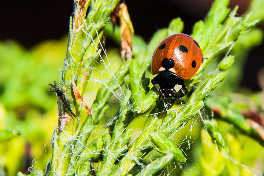 LadyBird and that dammed spiders web