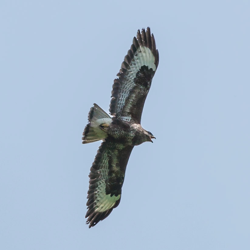 Buzzard