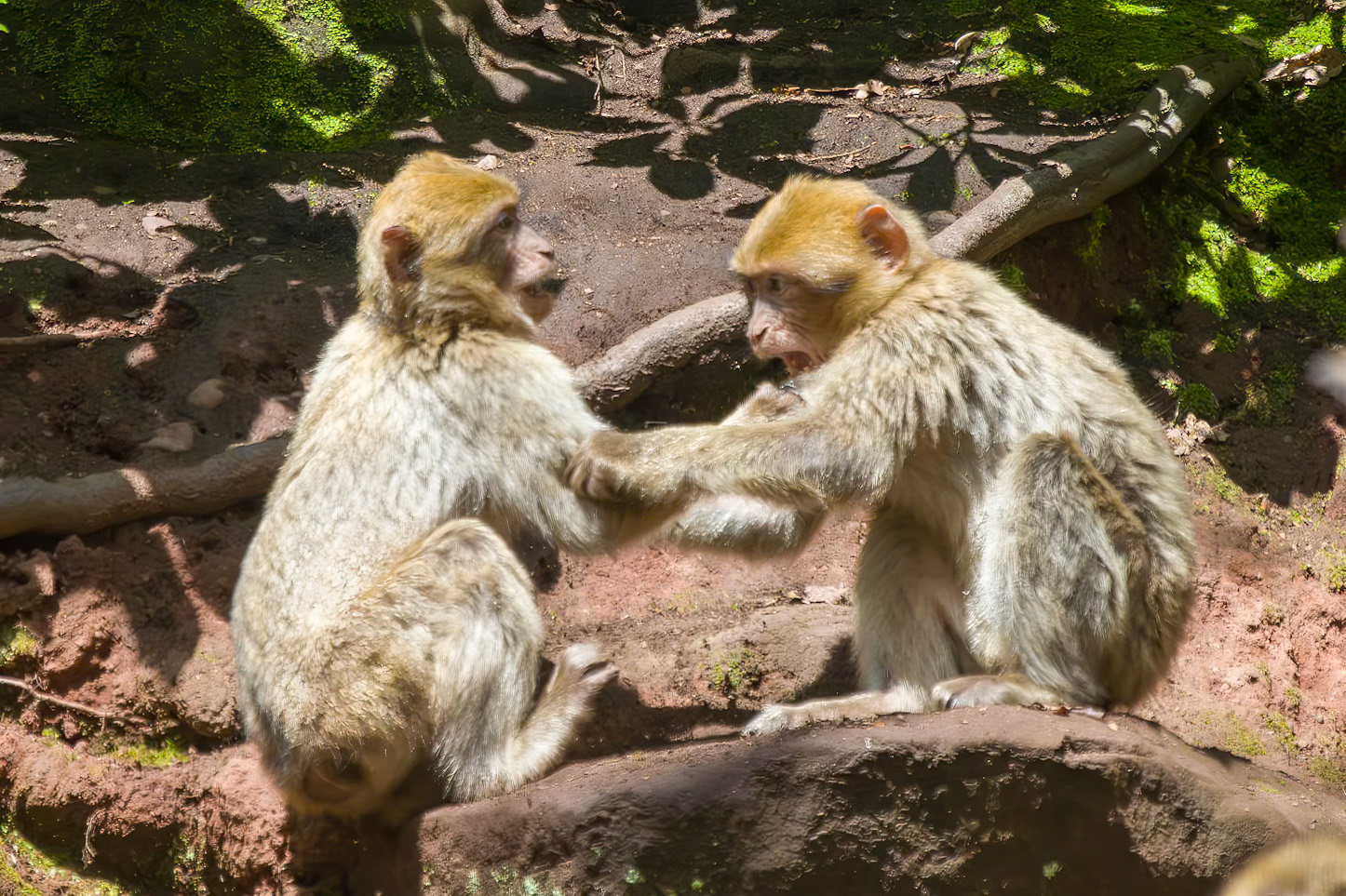 Trentham Monkey Forest, Barbary Macaques