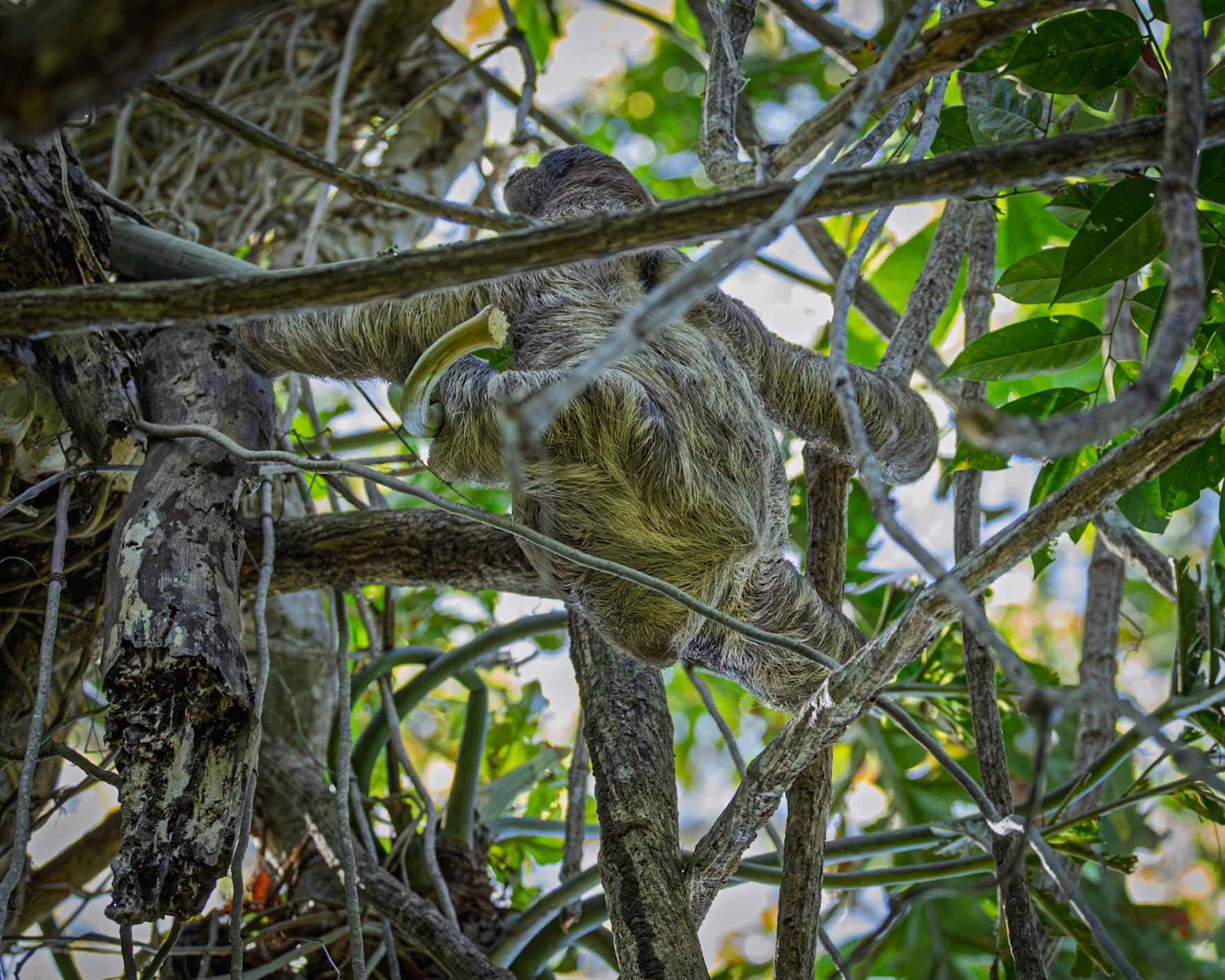 Two-toed Sloth