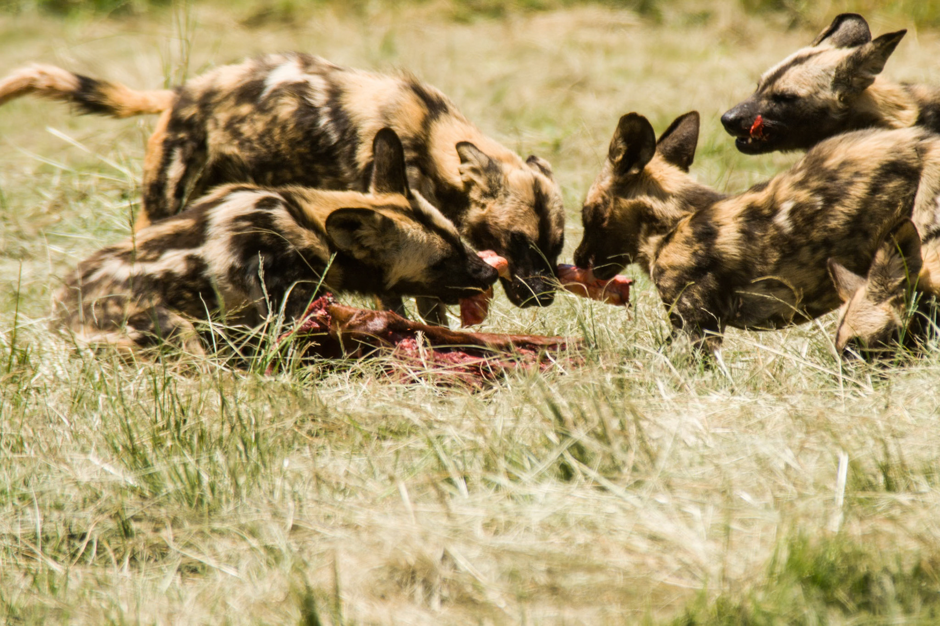 Wild dogs at feeding time -  Rhino and Lion Nature Reserve