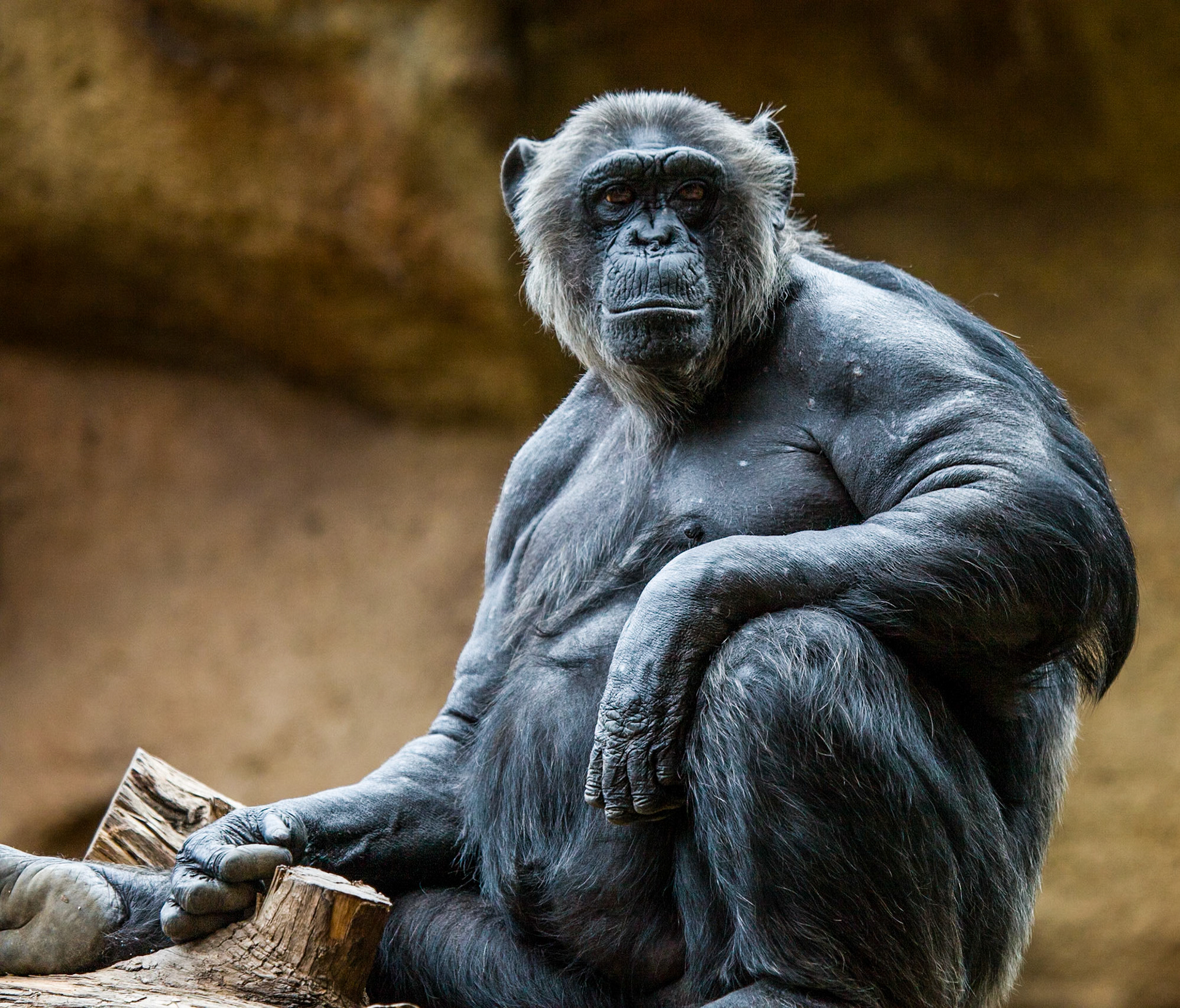 Chimpanze Loro Parque