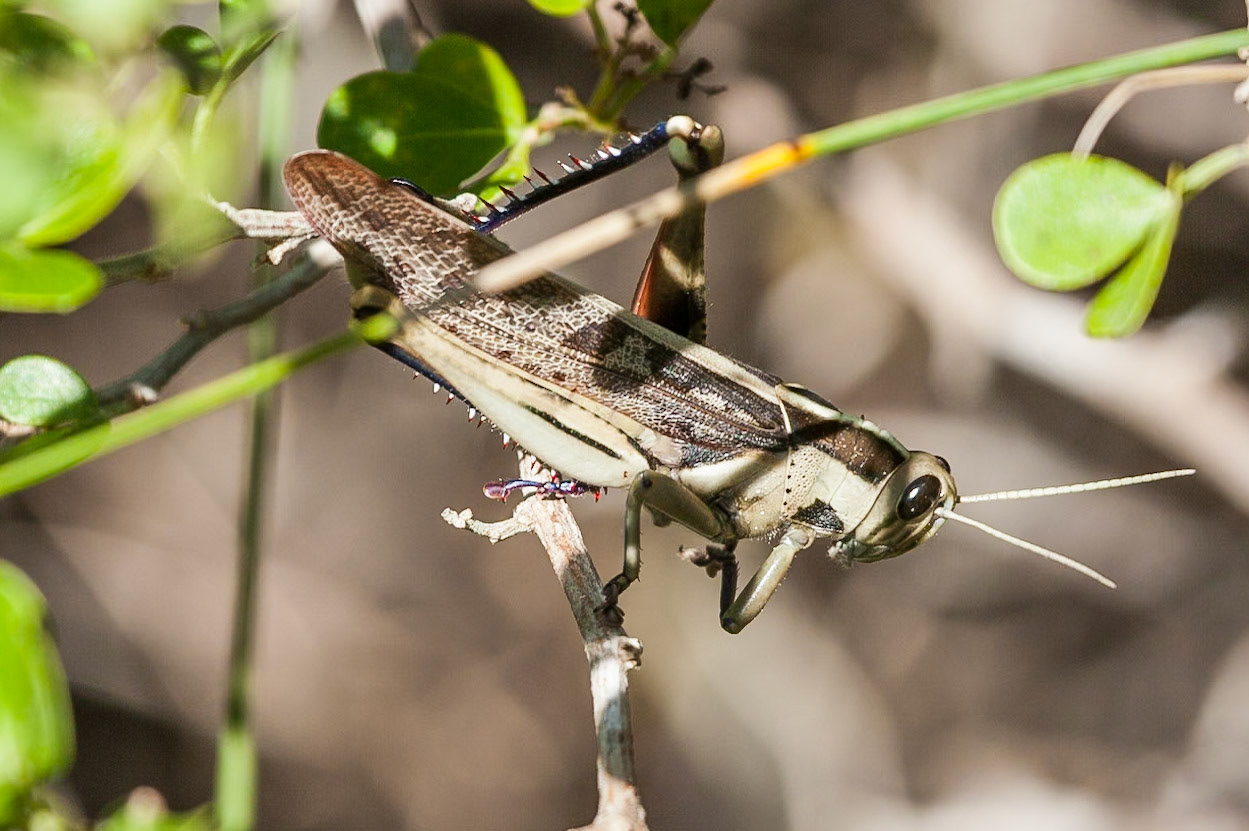 In and around Cape St Francis South Africa