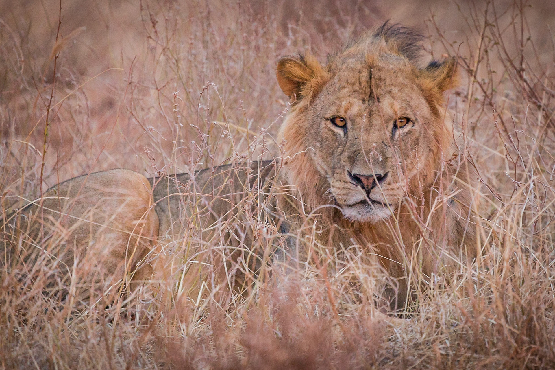 Tsavo Reserves, Kenya