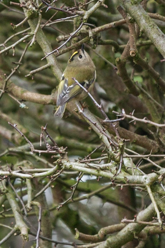 Suprise vistor to our garden this morning.