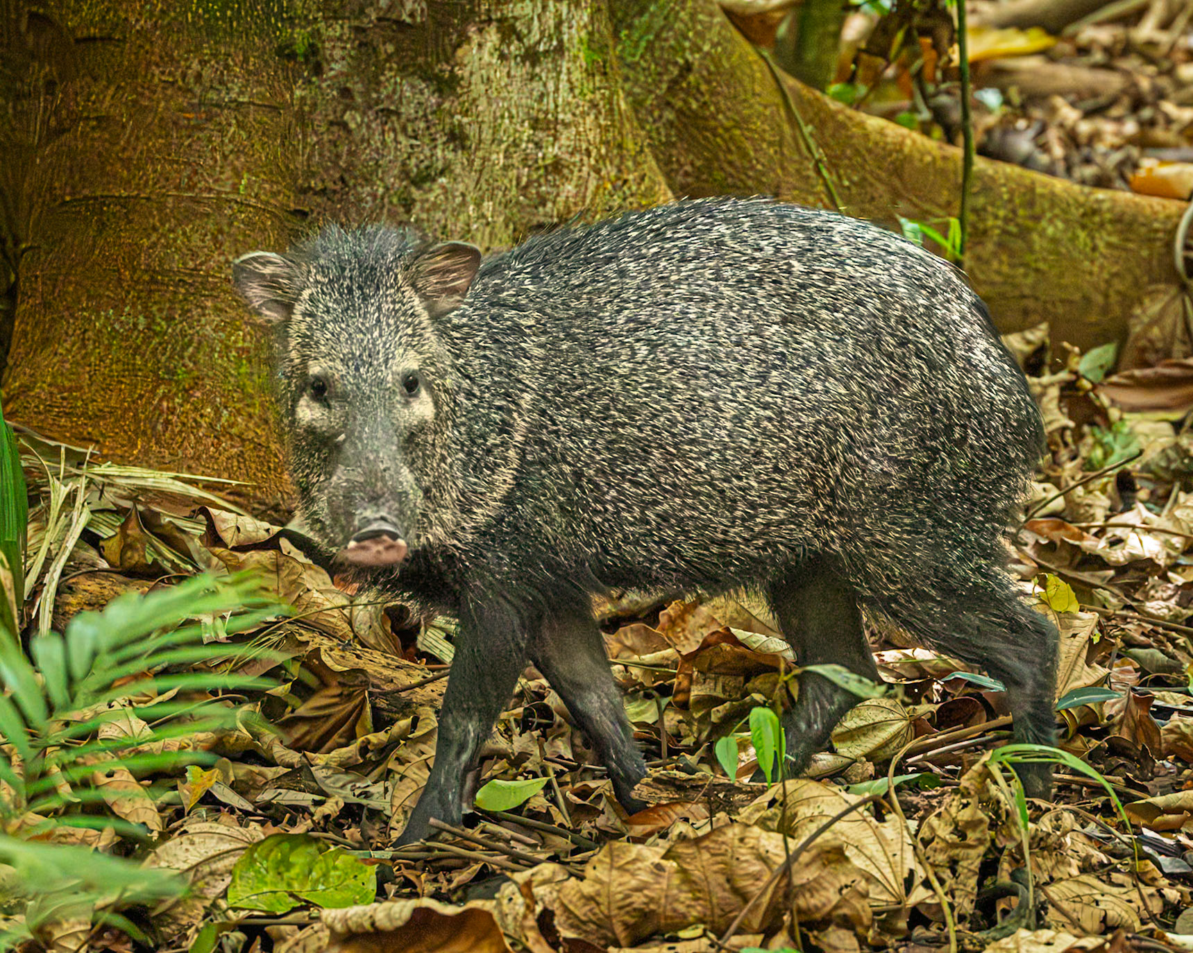Collard Peccary