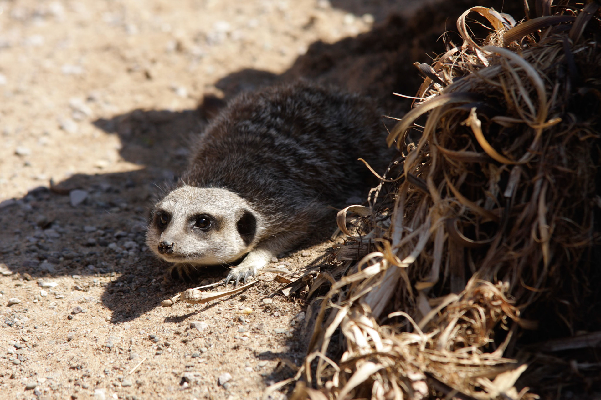 Getting out of the heat - Chester ZooChester Zoo