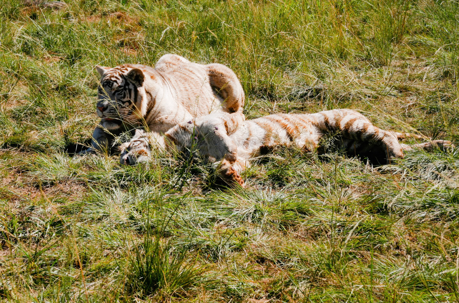 Tigers at the  Rhino and Lion Nature Reserve