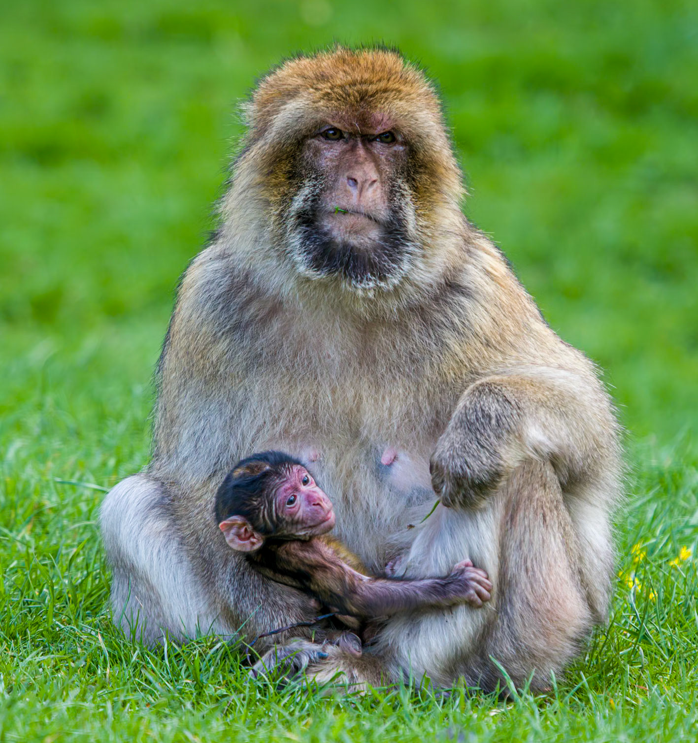 Trentham Monkey Forest, Barbary Macaques