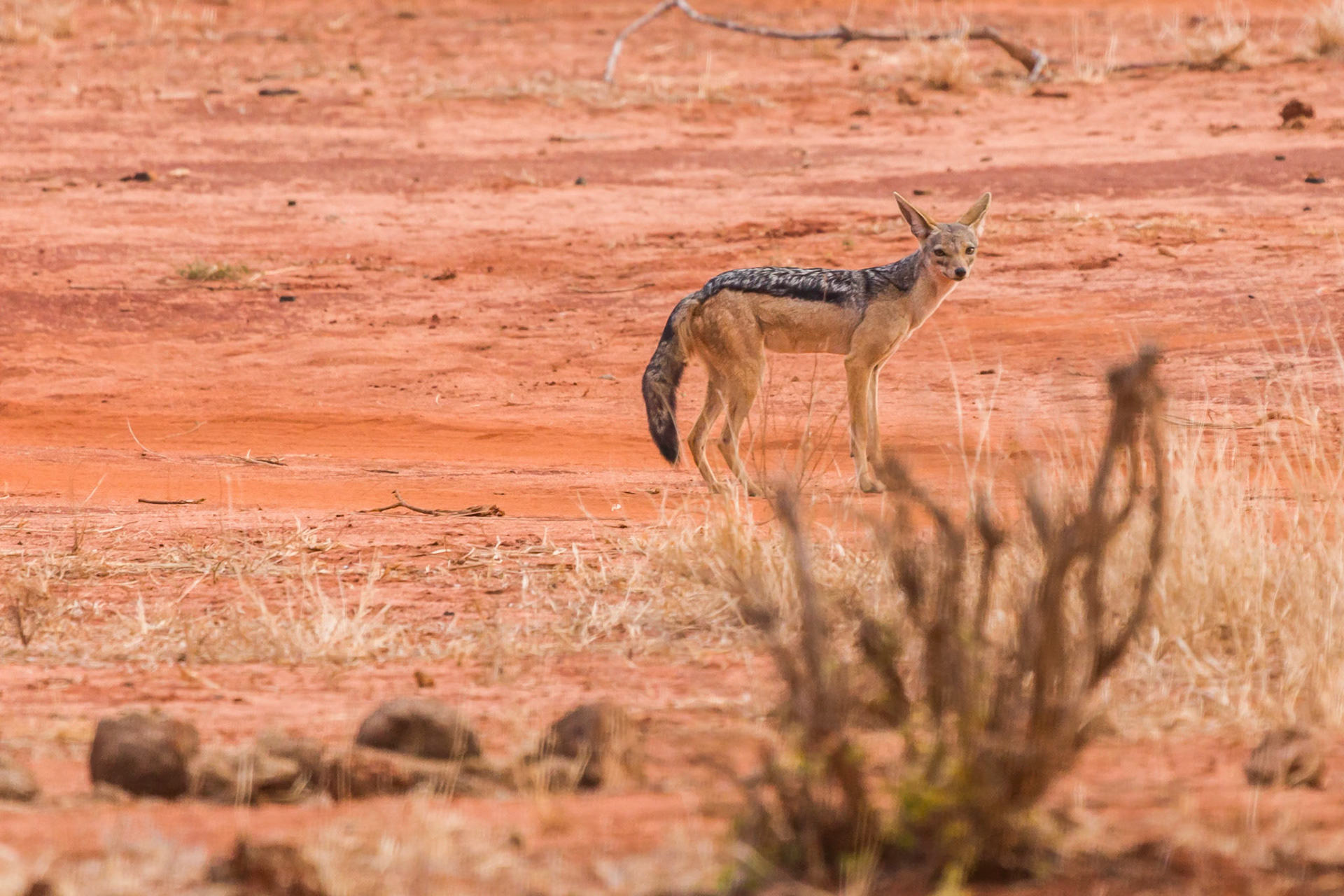 Tsavo East, Kenya