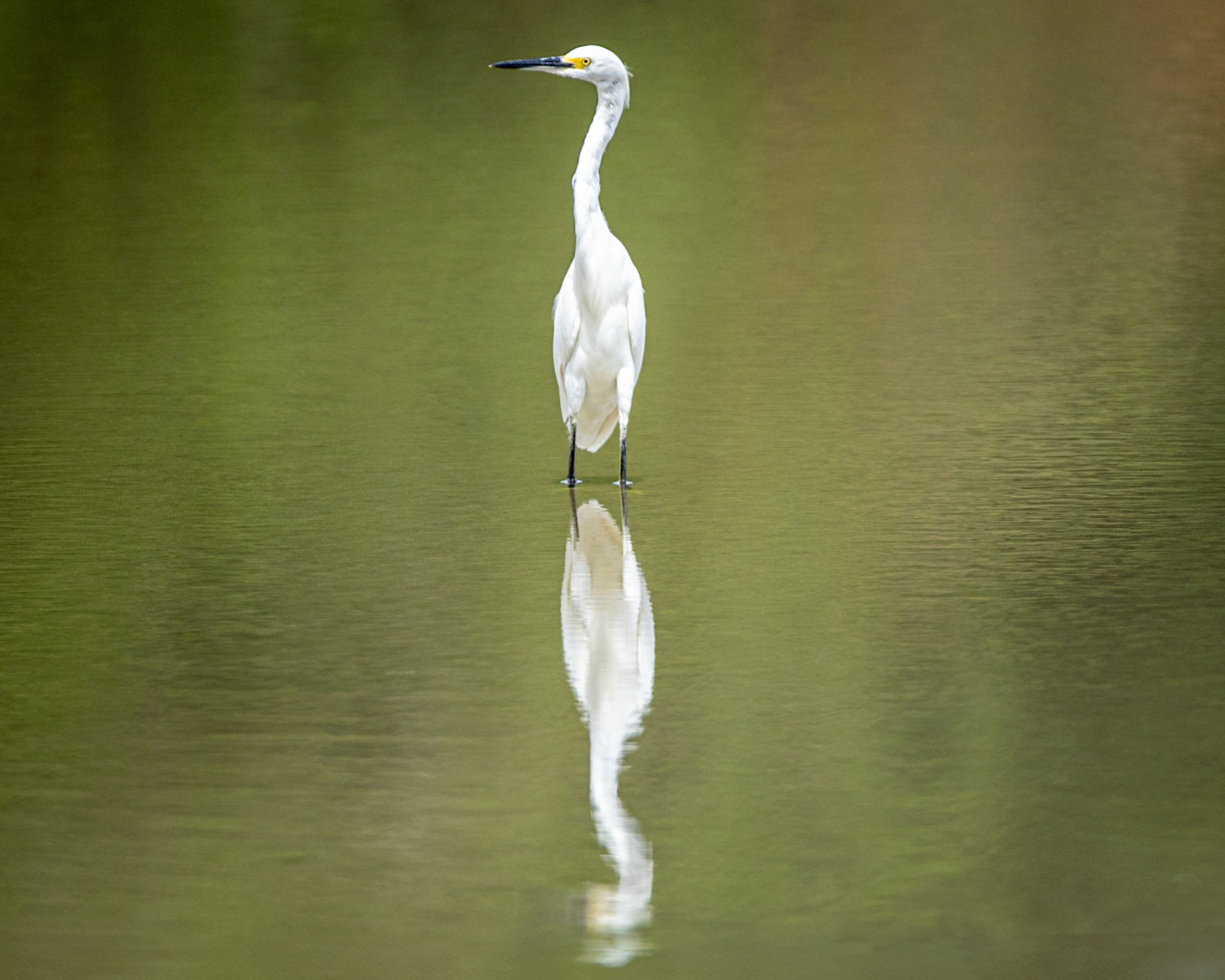 Snowy Egret