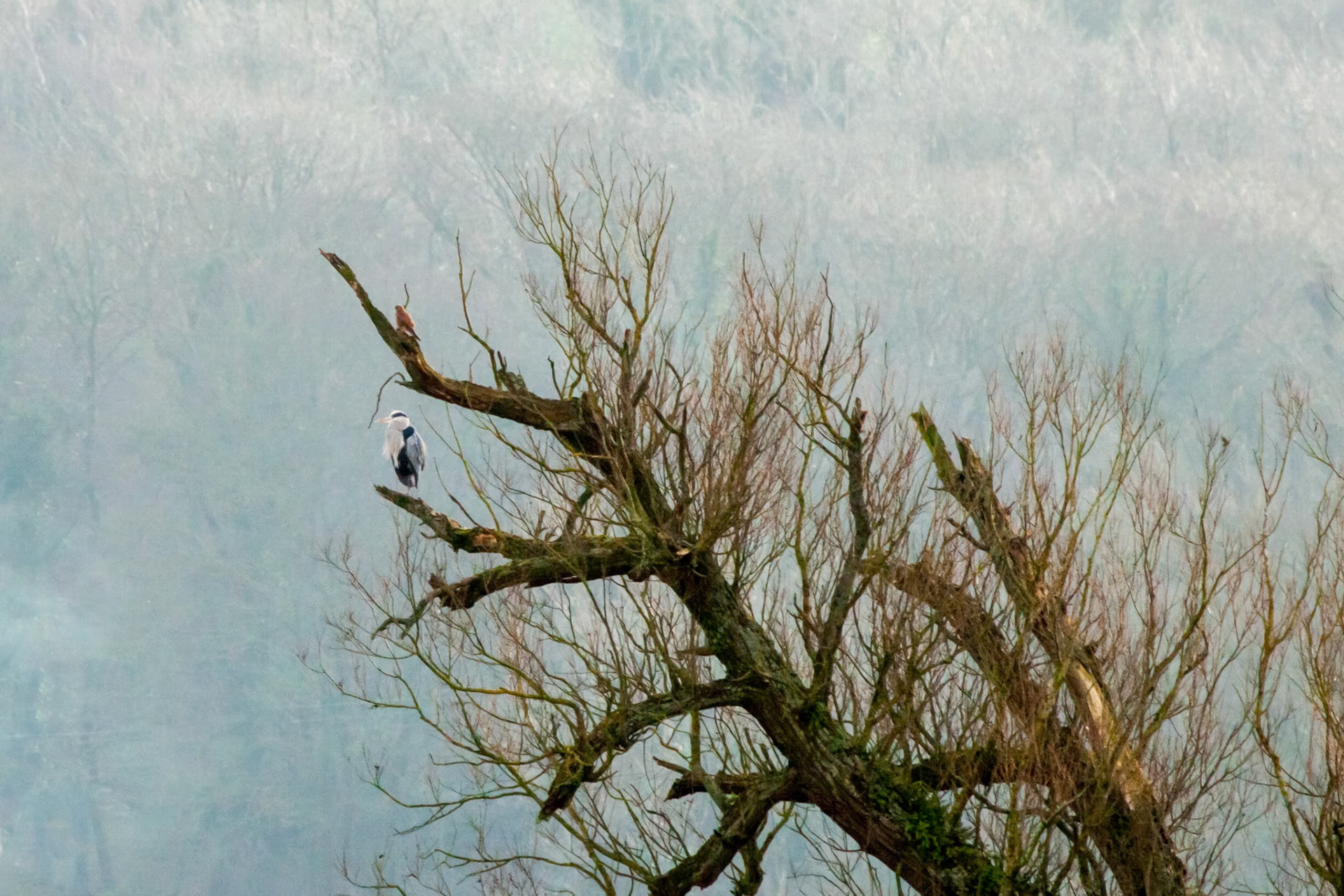RSPB Leighton Moss