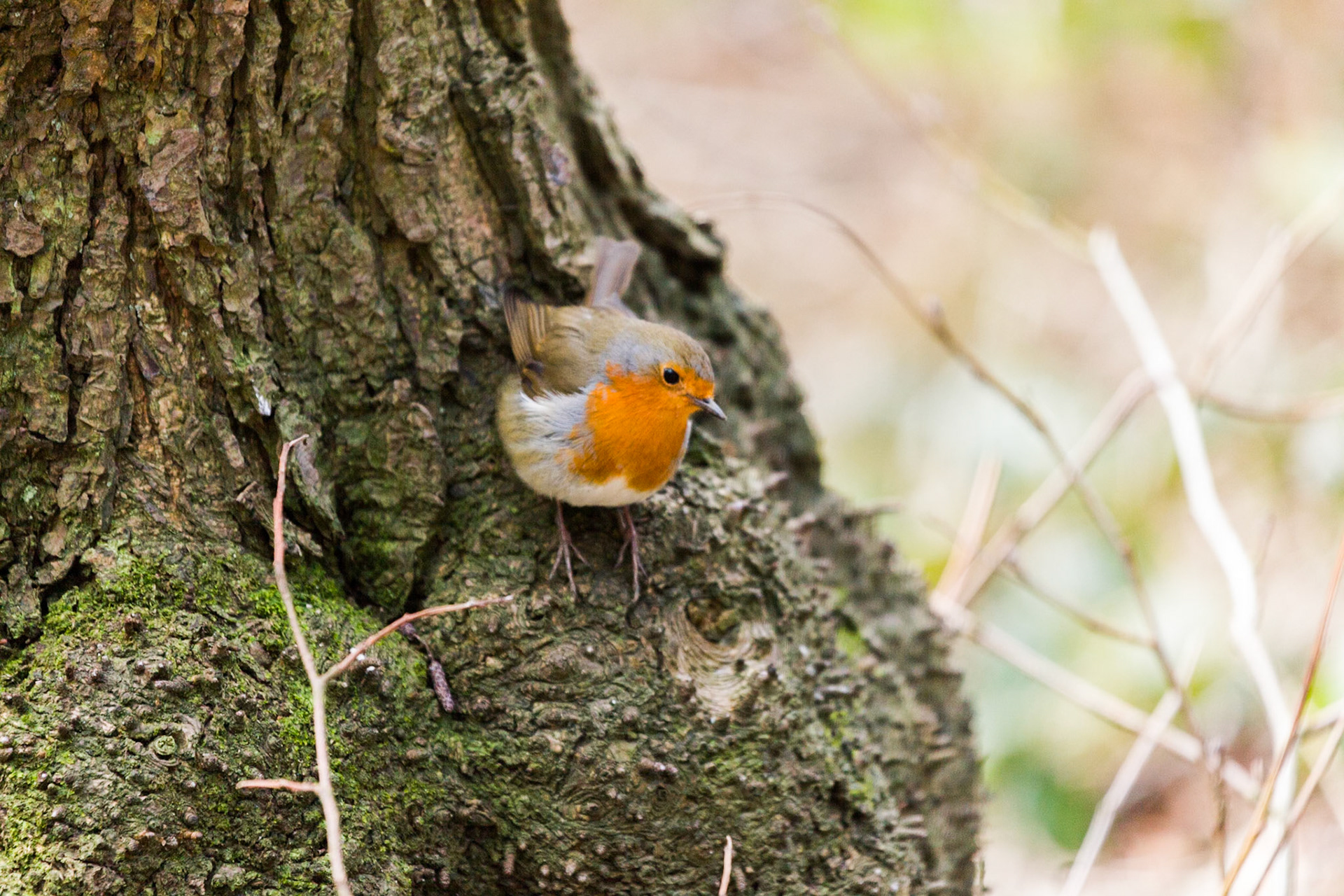 Knypersley Country Park