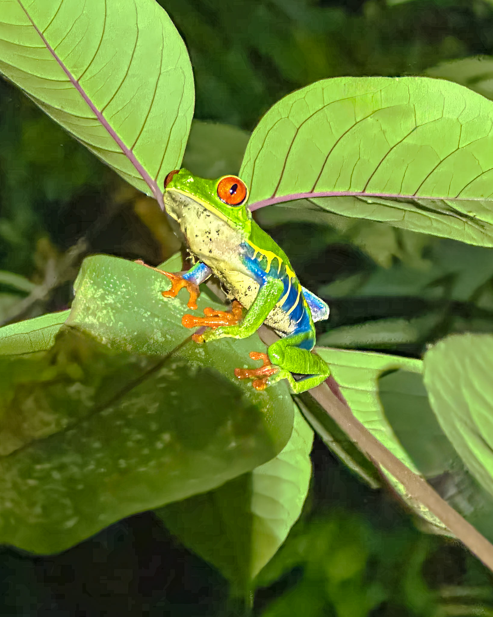 Gaudy Leaf Frog