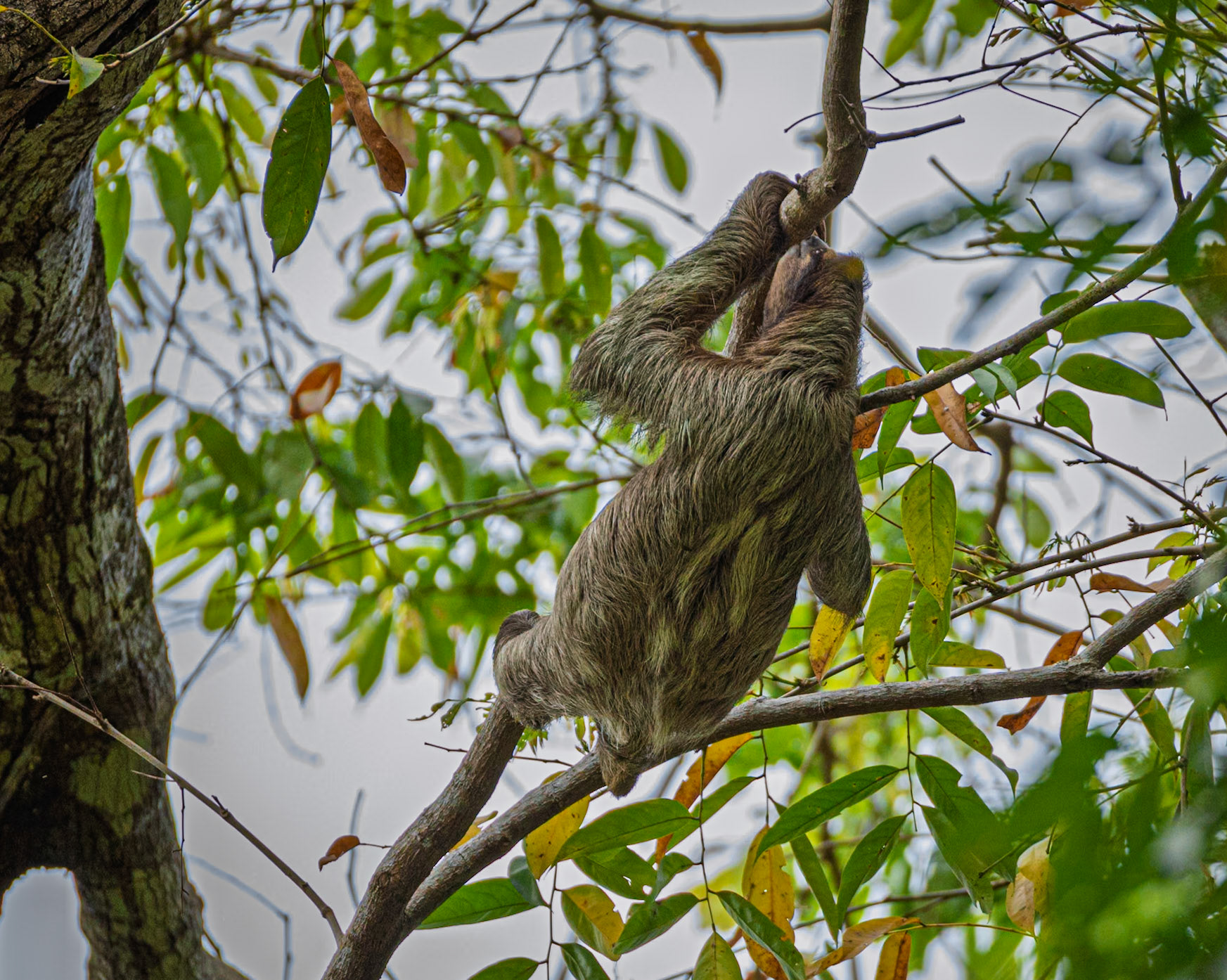 Three-toed Sloth