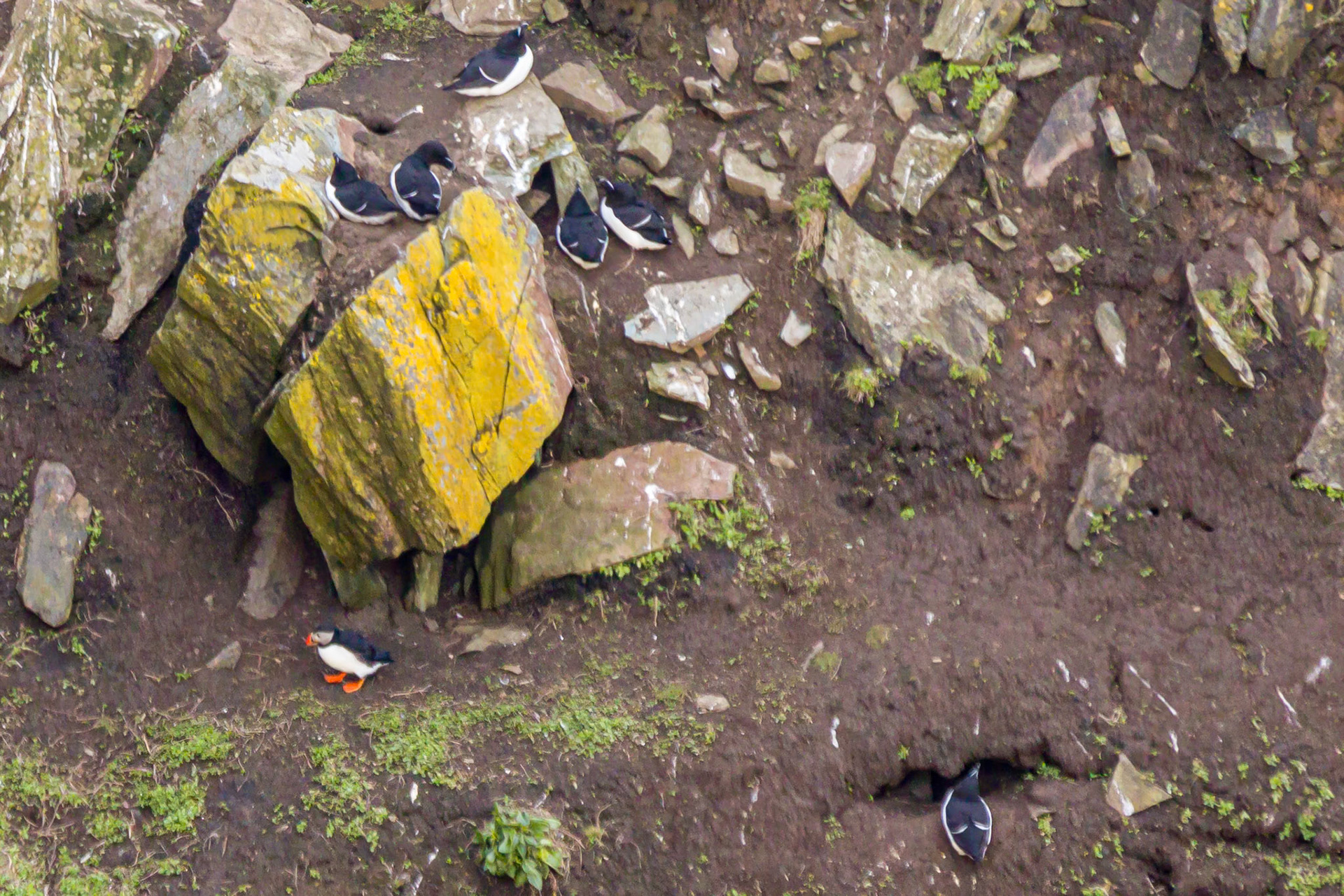 RSPB South Stack