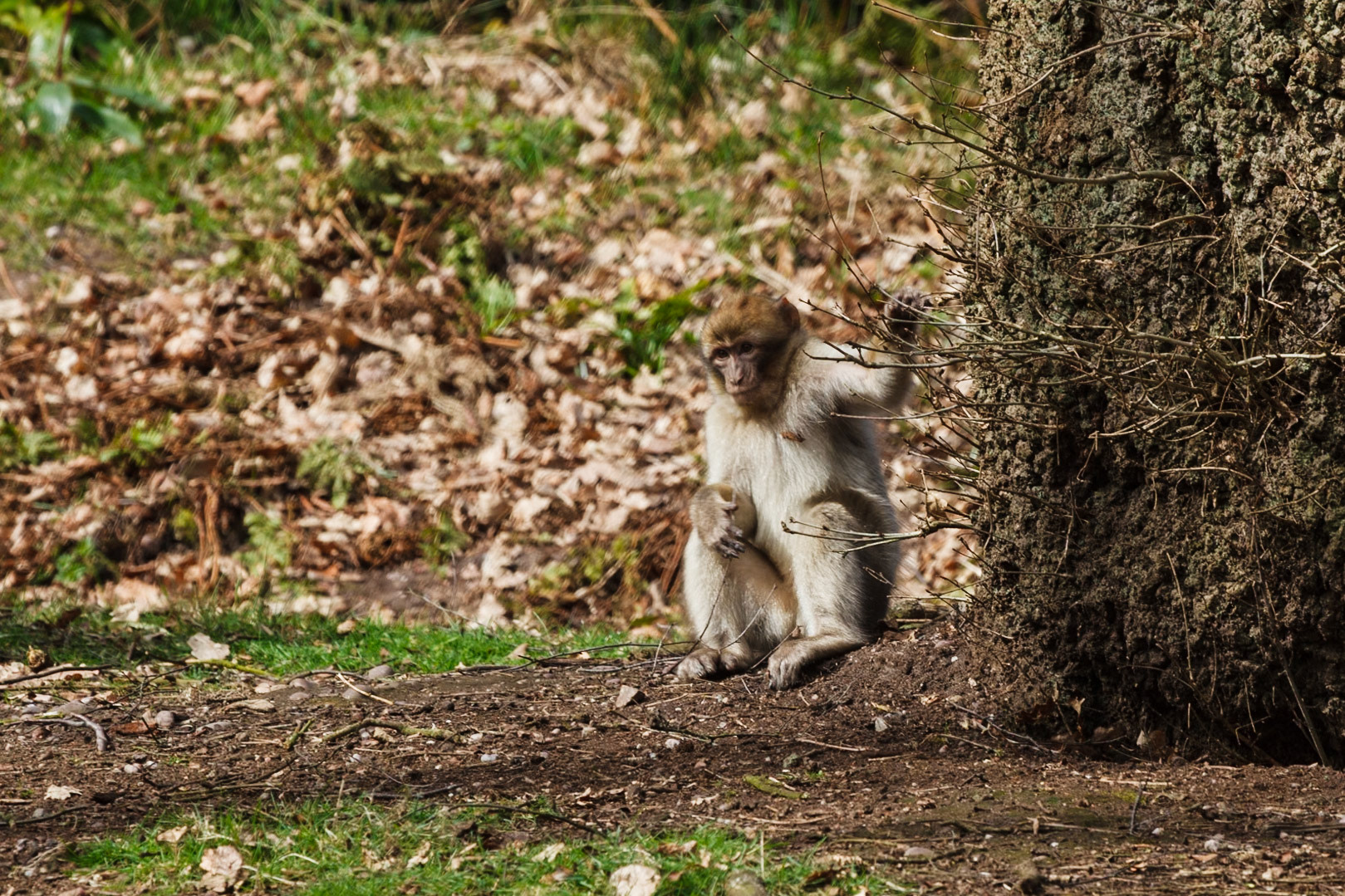 Trentham Monkey Forest, Barbary Macaques
