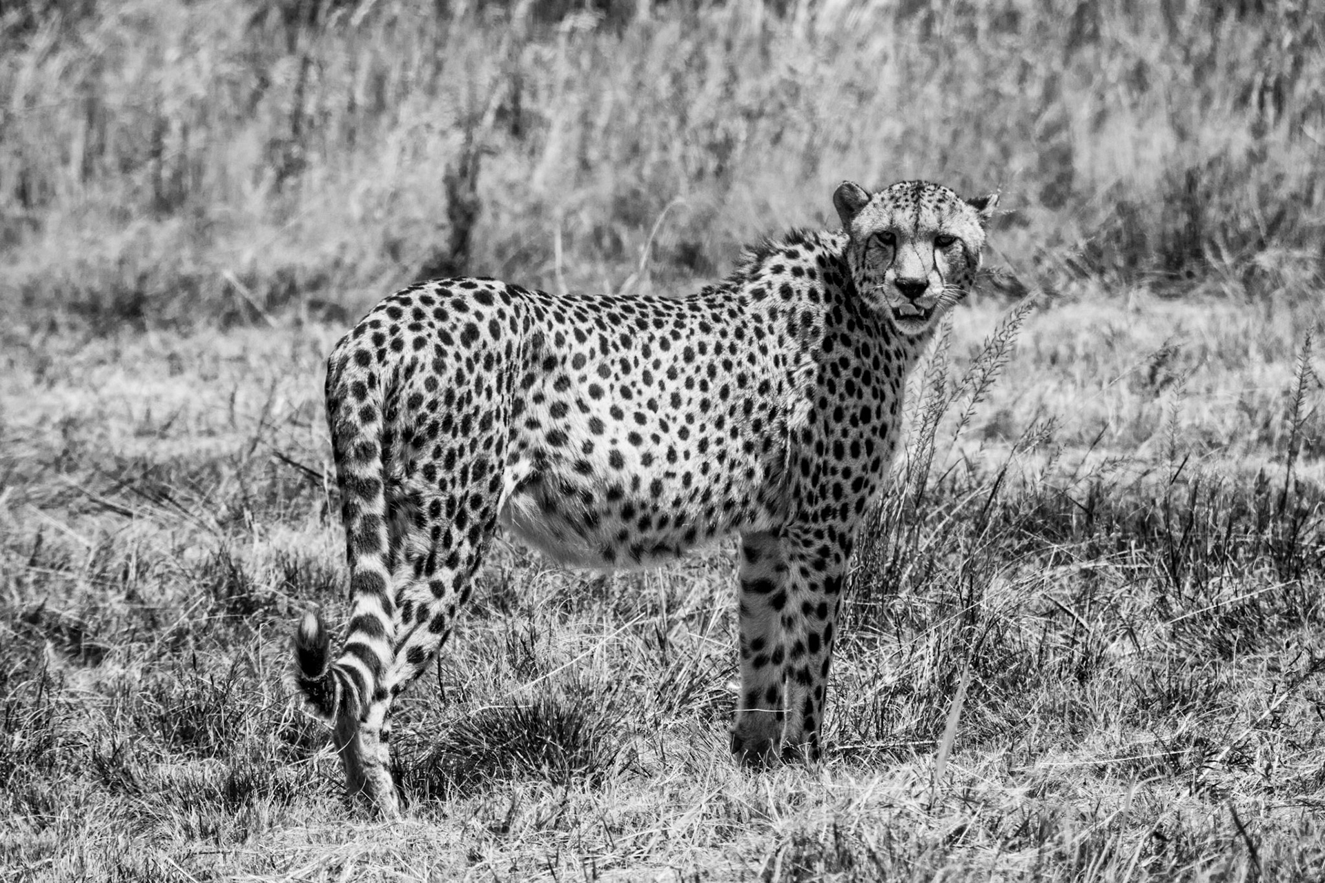 Cheetah looking at humans in a metal box - Rhino and Lion Nature Reserve SA