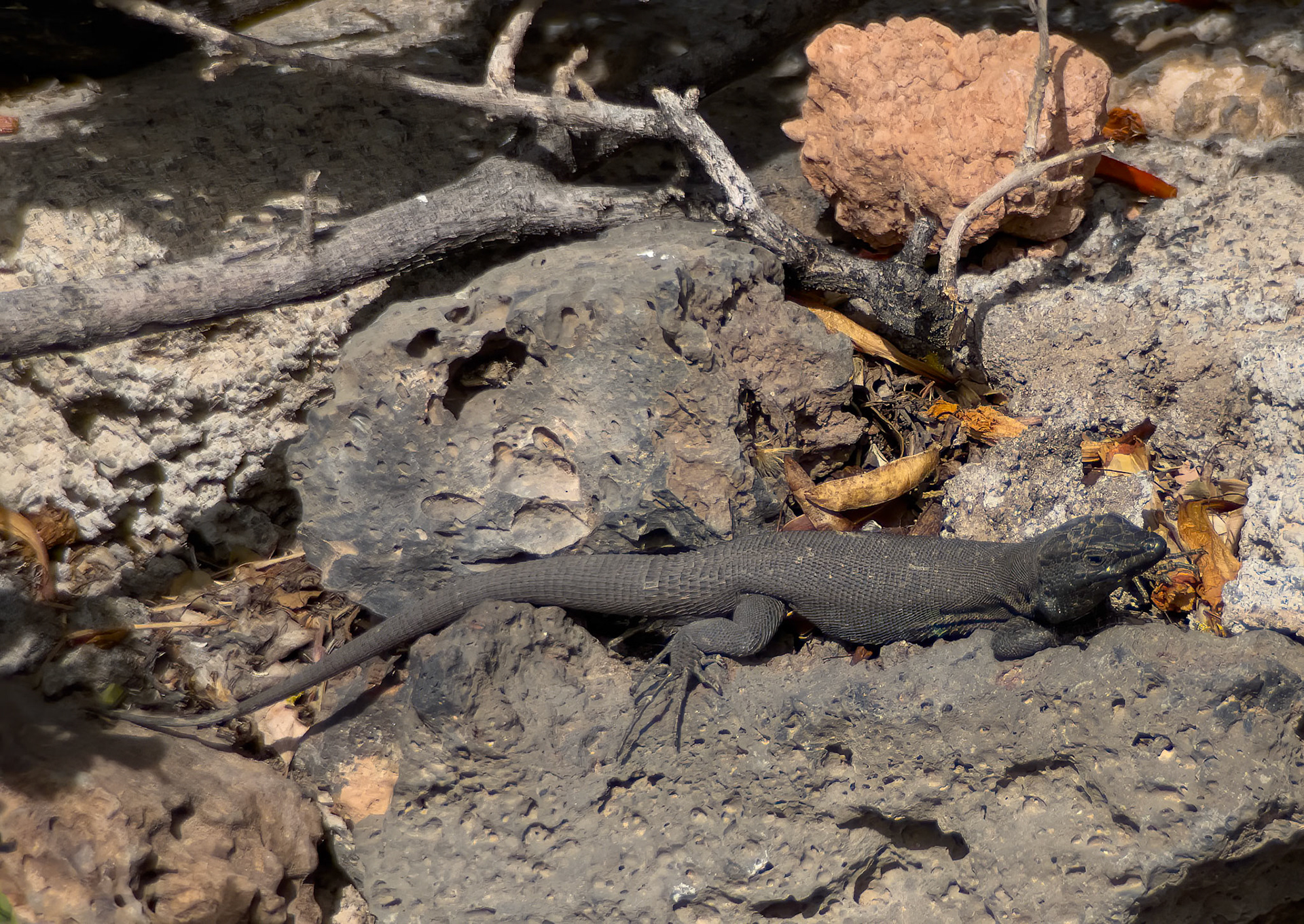 Lanzarote Garden Lizard