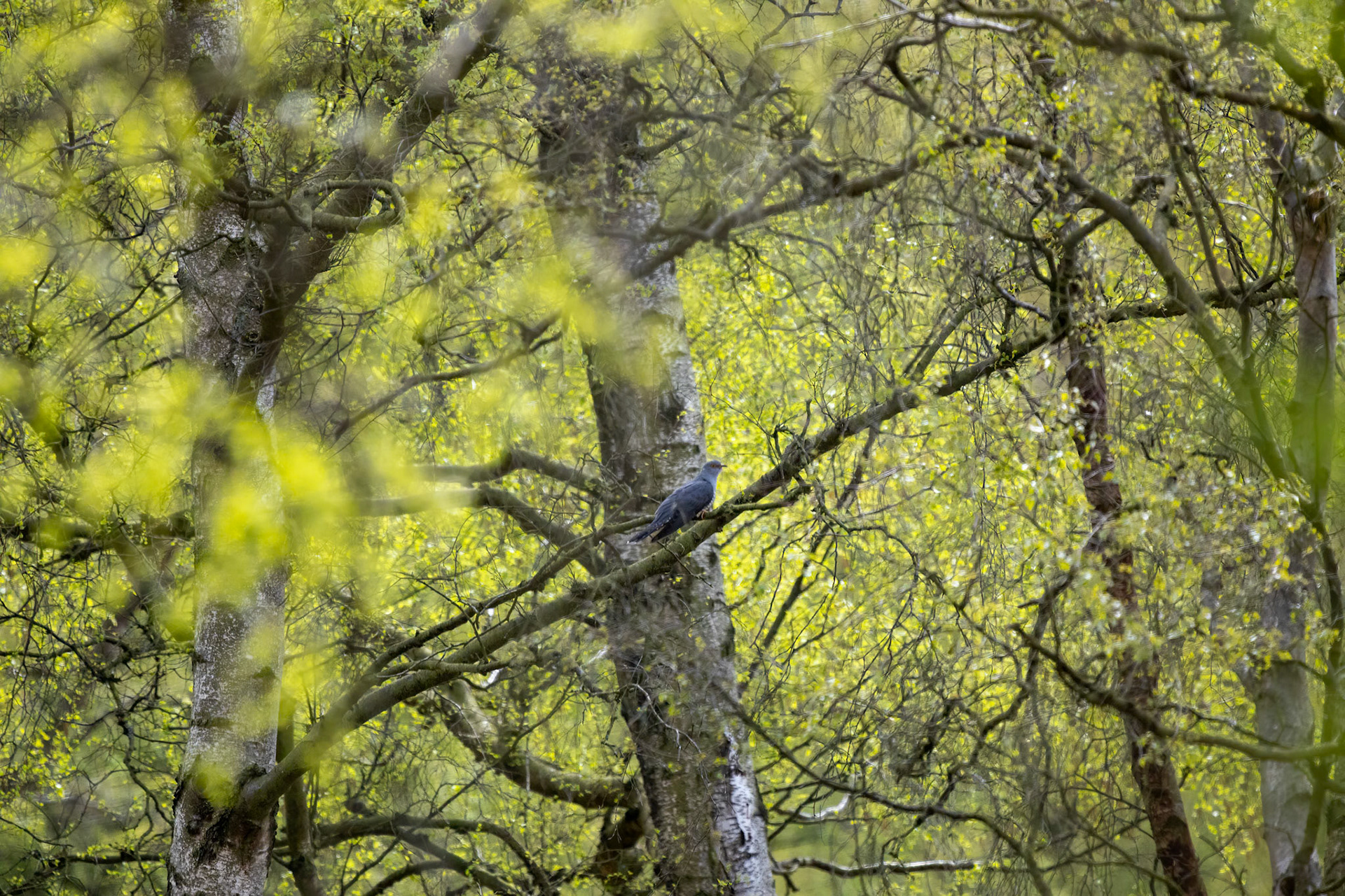 Cannock Chase